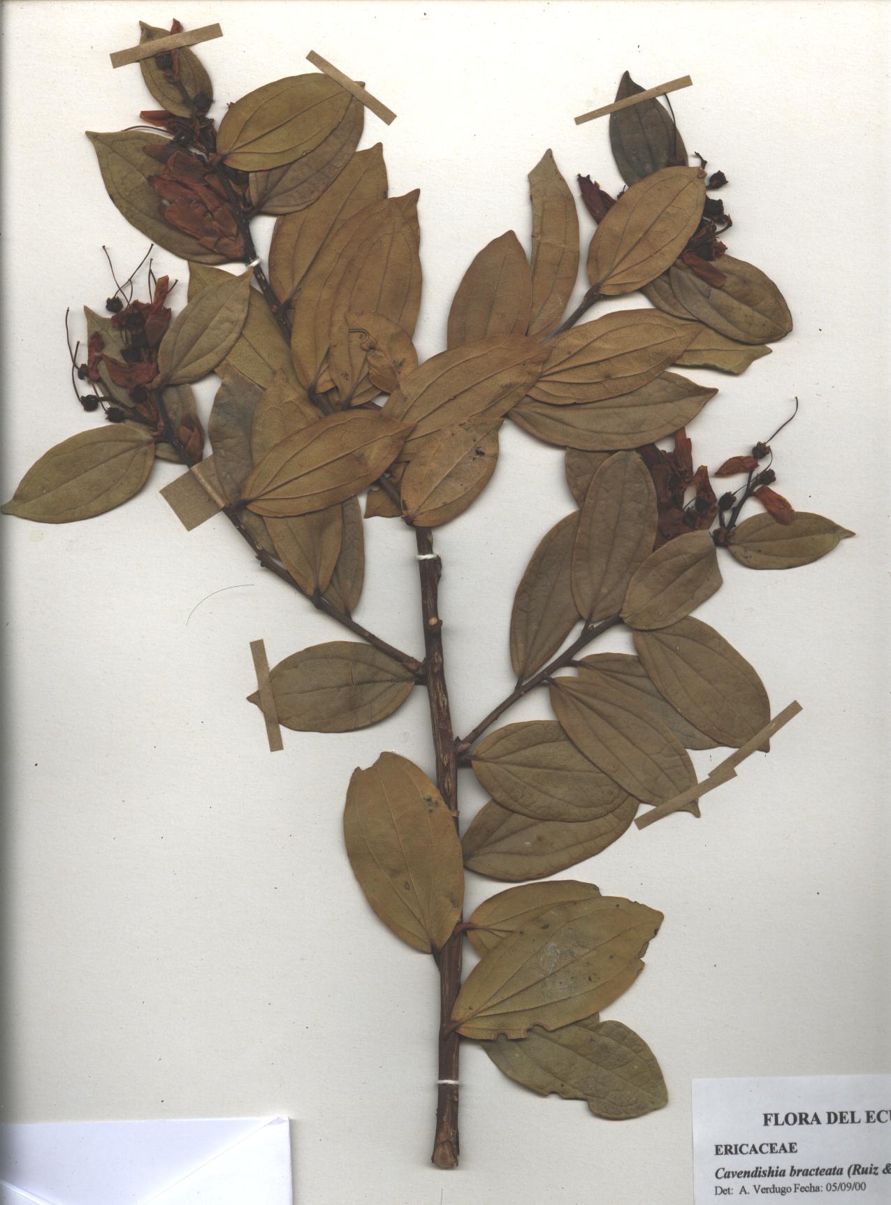 Cavendishia bracteata (Ruiz & Pav. ex J. St.- Hil.) Hoerold