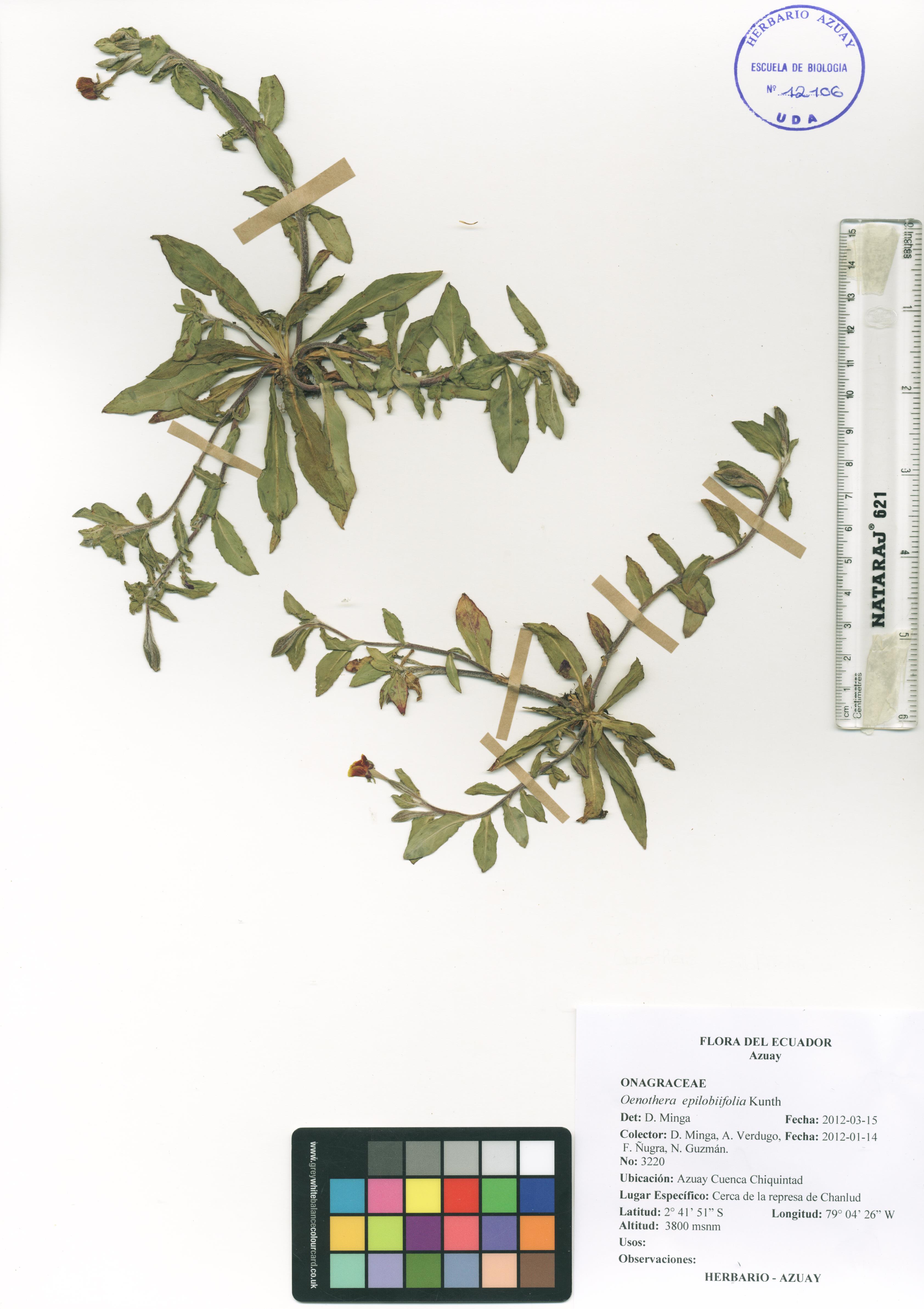Oenothera epilobiifolia Kunth