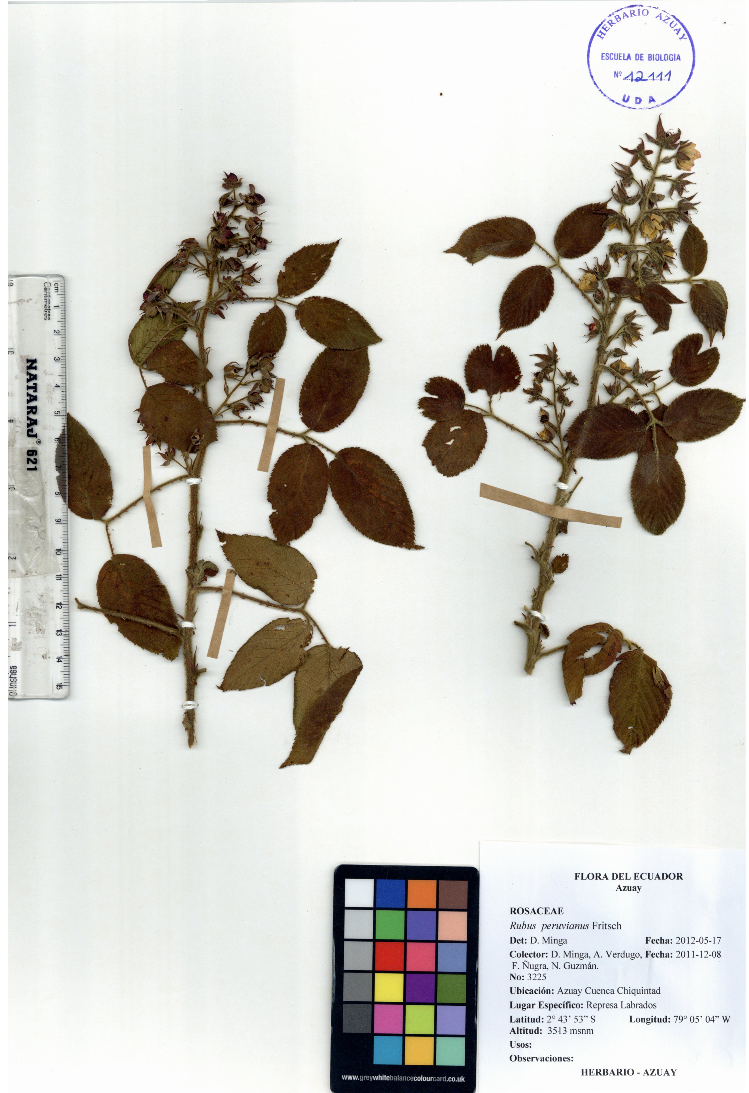 Rubus peruvianus Fritsch