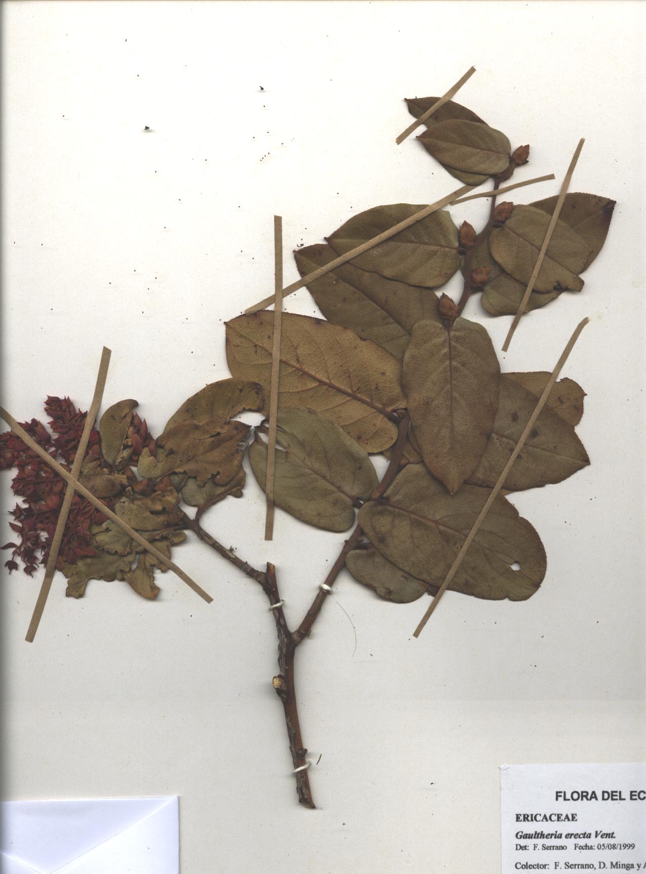 Gaultheria erecta Vent.