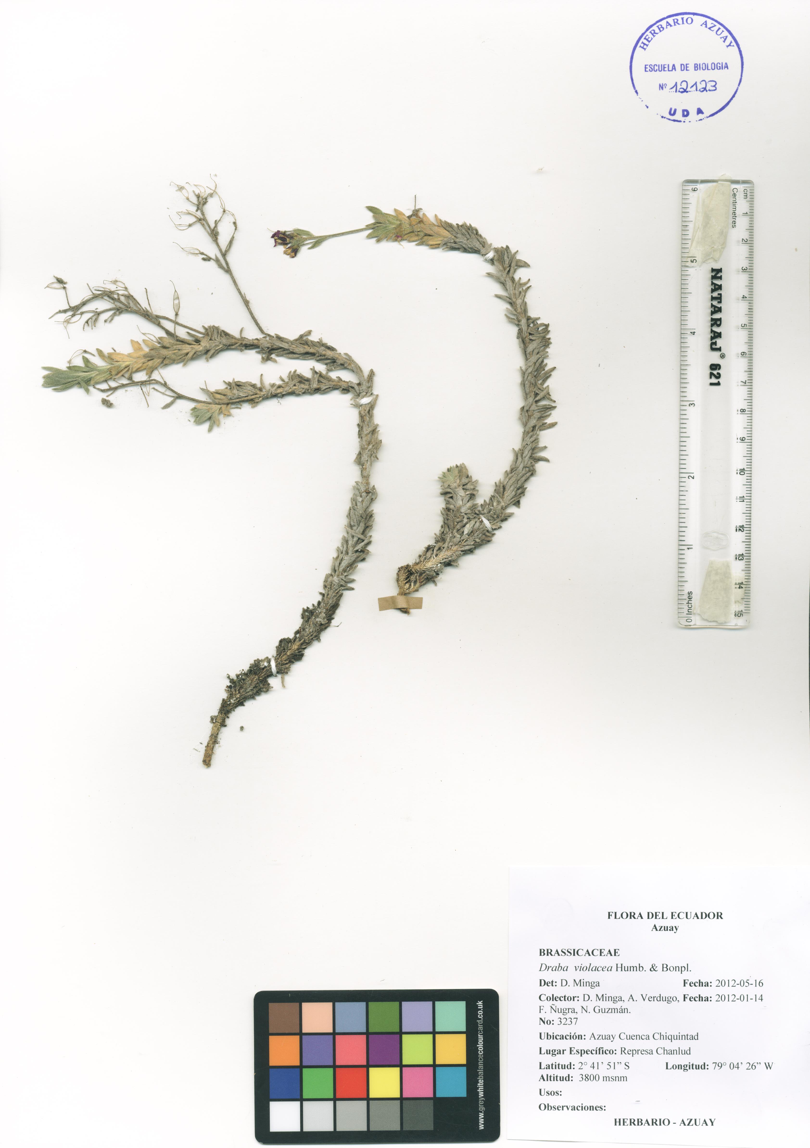 Draba violacea Humb. & Bonpl.