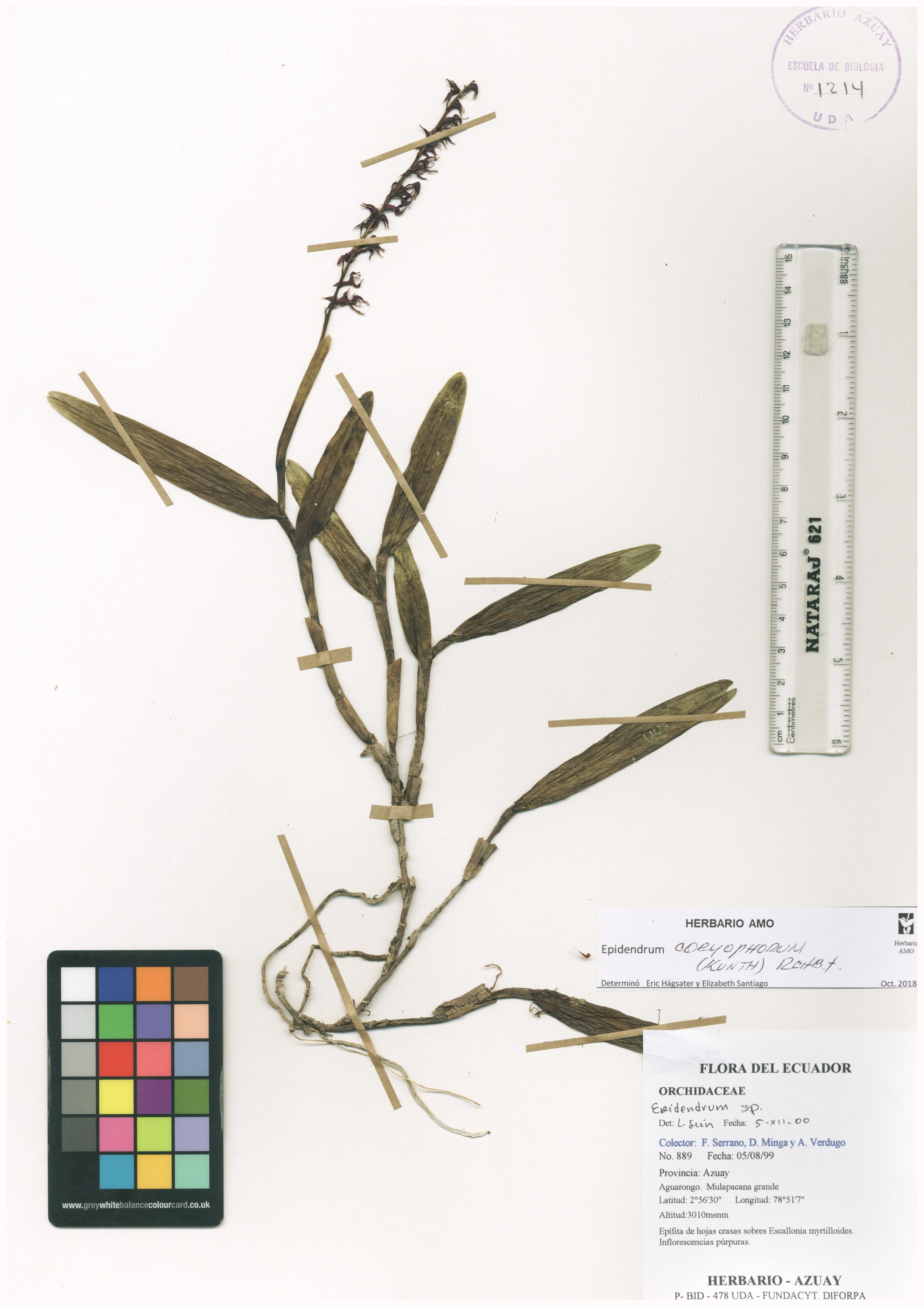 Epidendrum coryophorum (Kunth) Rchb.f.