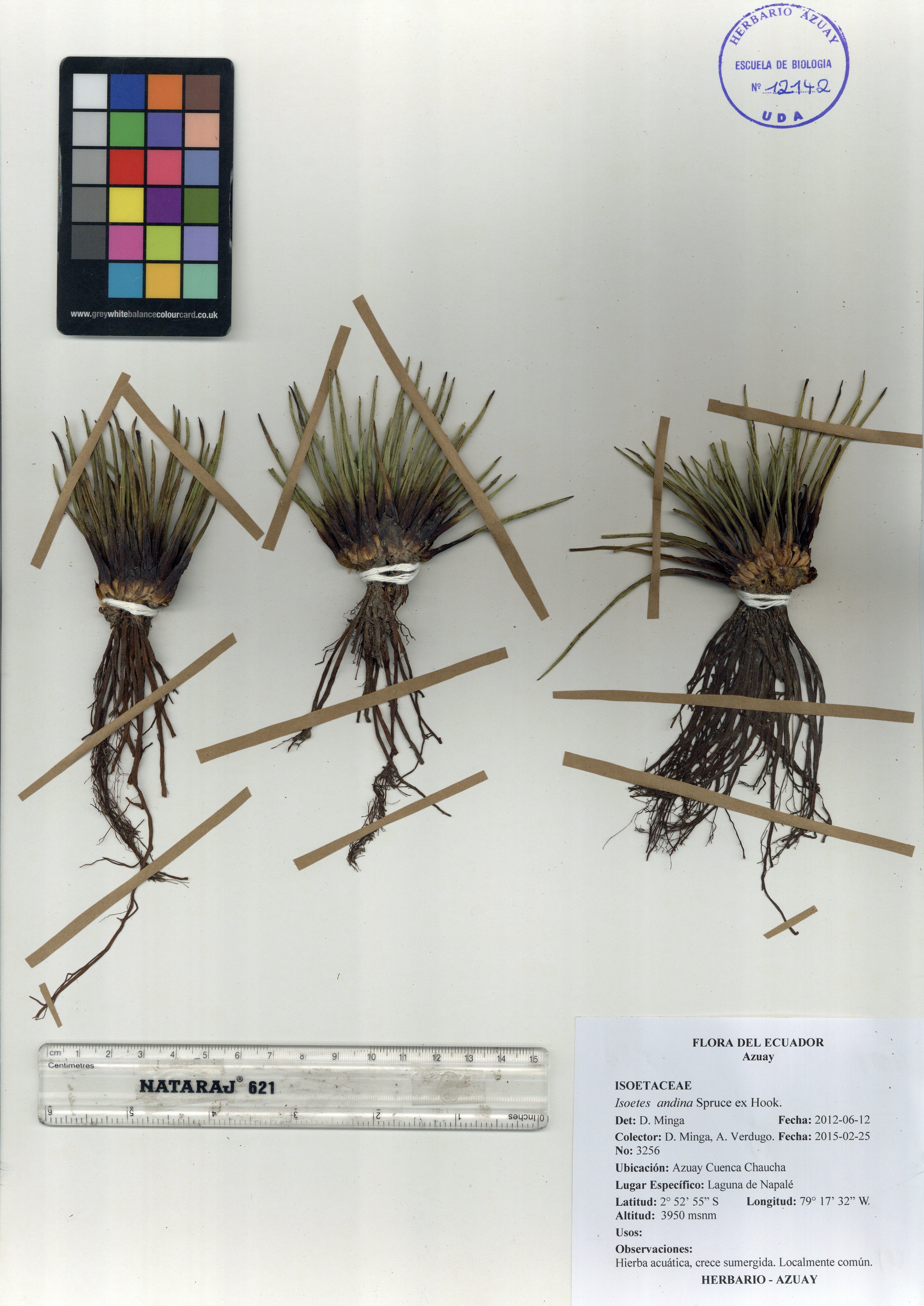 Isoetes andina Spruce ex Hook.