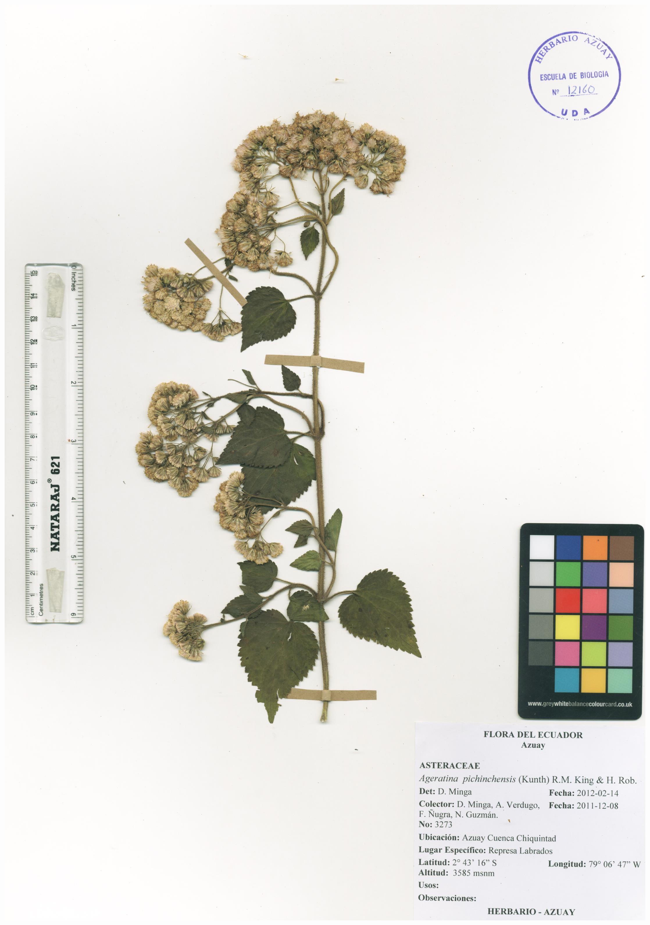 Ageratina pichinchensis (Kunth) R.M. King & H. Rob.