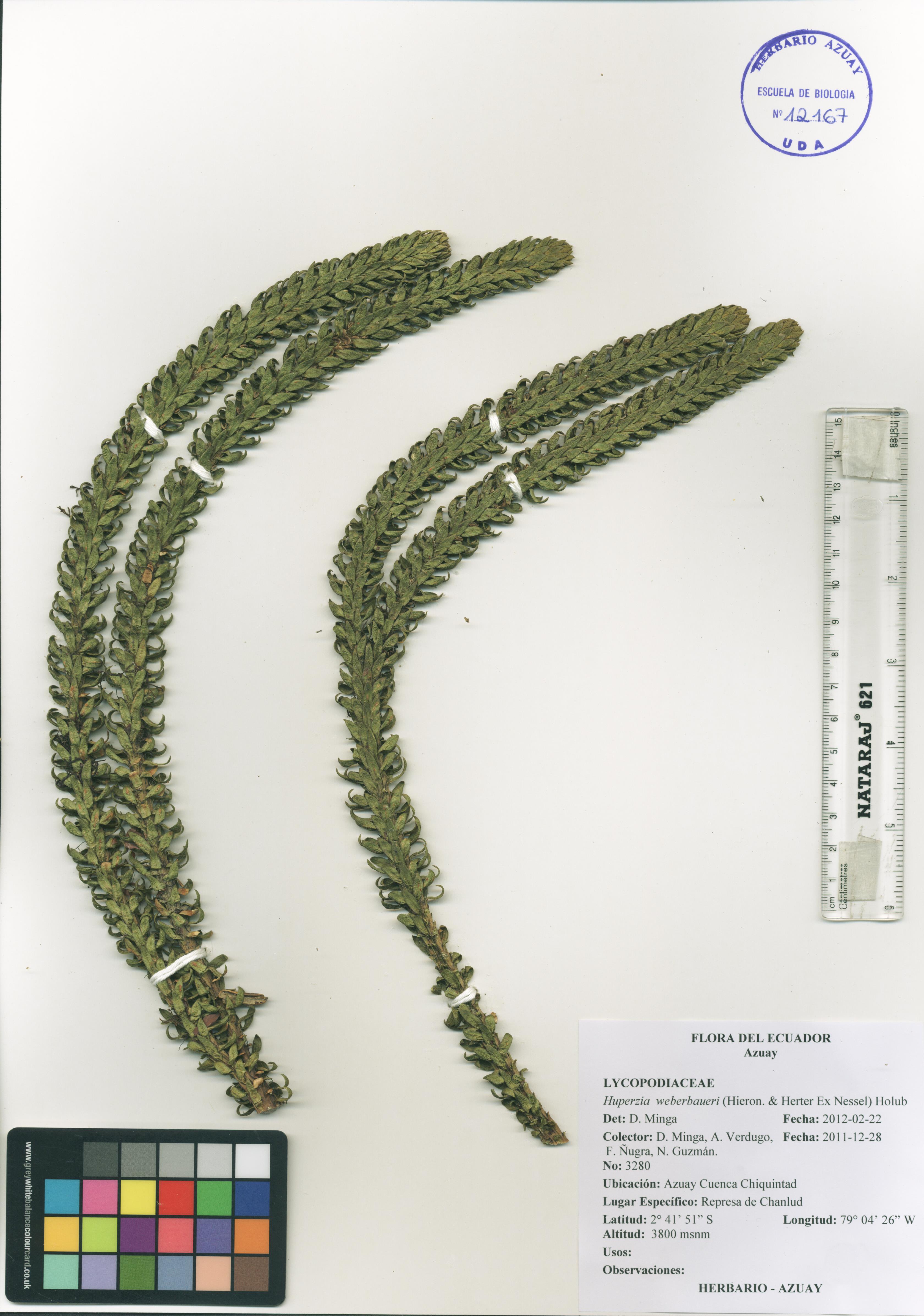 Huperzia weberbaueri (Hieron. & Herter Ex Nessel) Holub