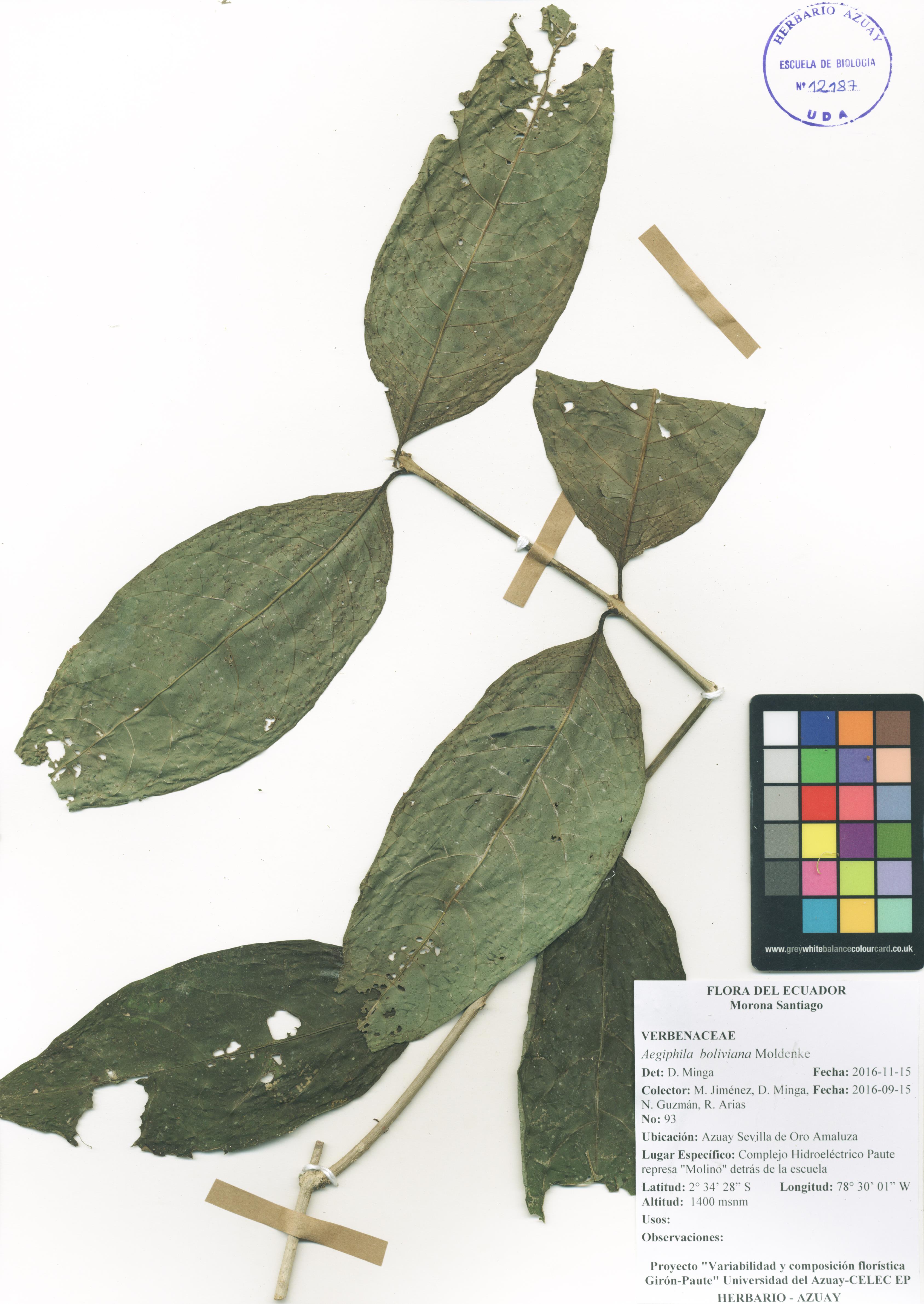 Aegiphila boliviana Moldenke