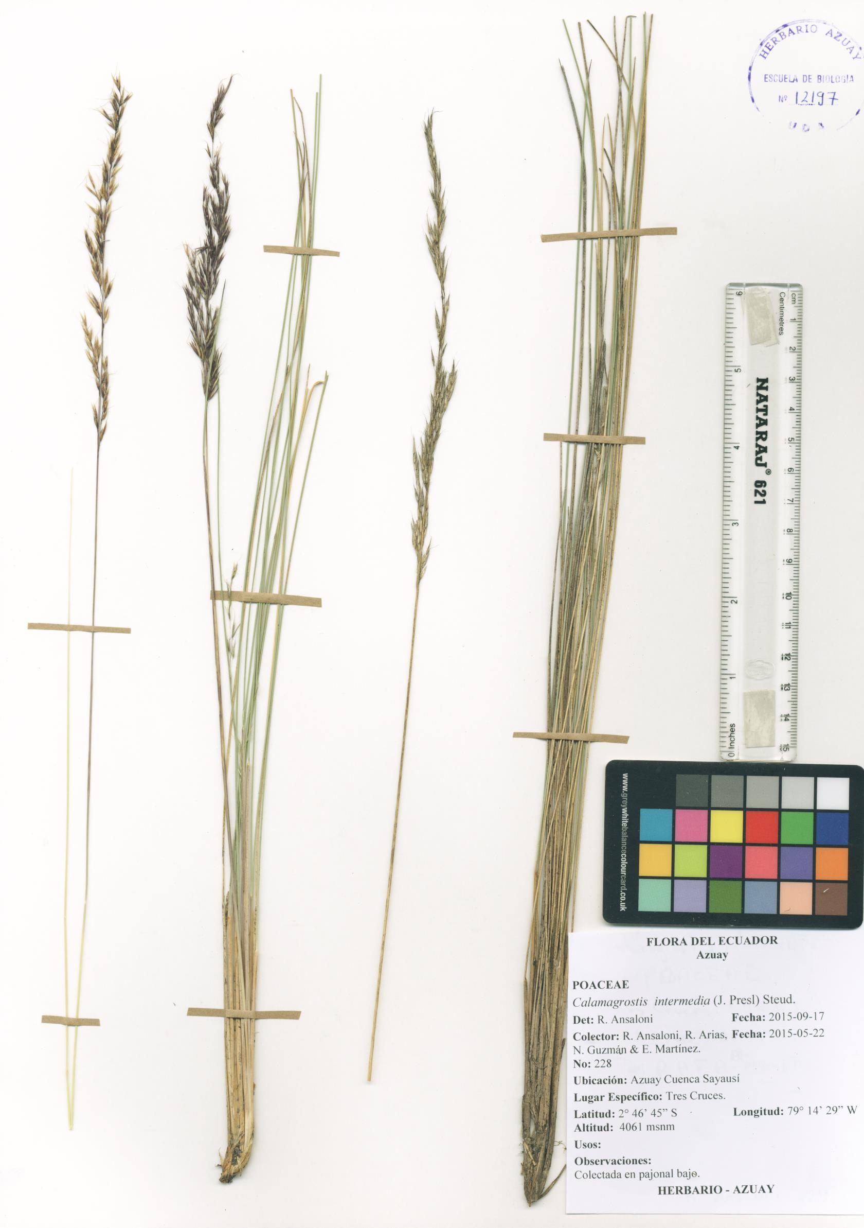 Calamagrostis intermedia (J. Presl) Steud.