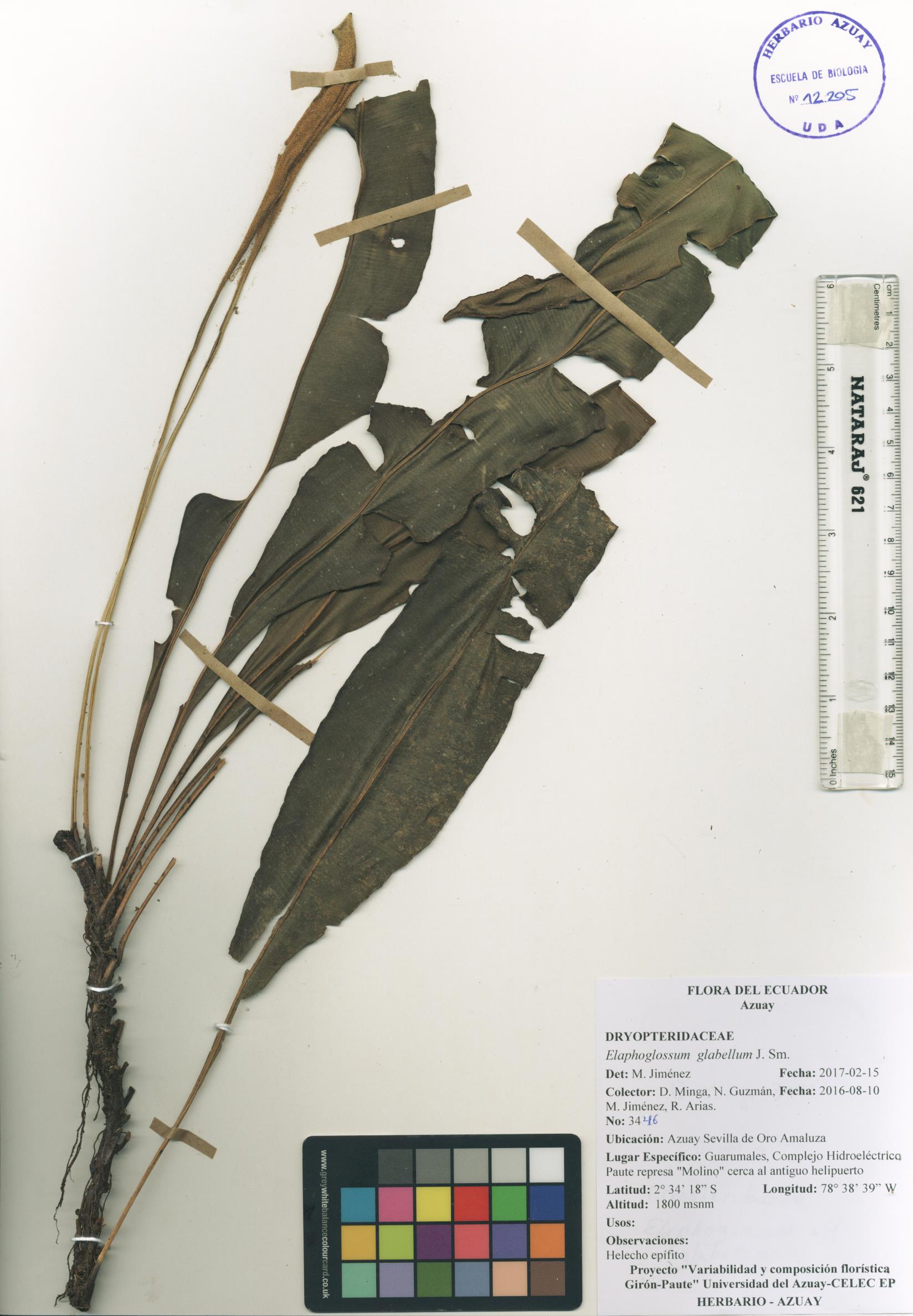 Elaphoglossum glabellum J. Sm.