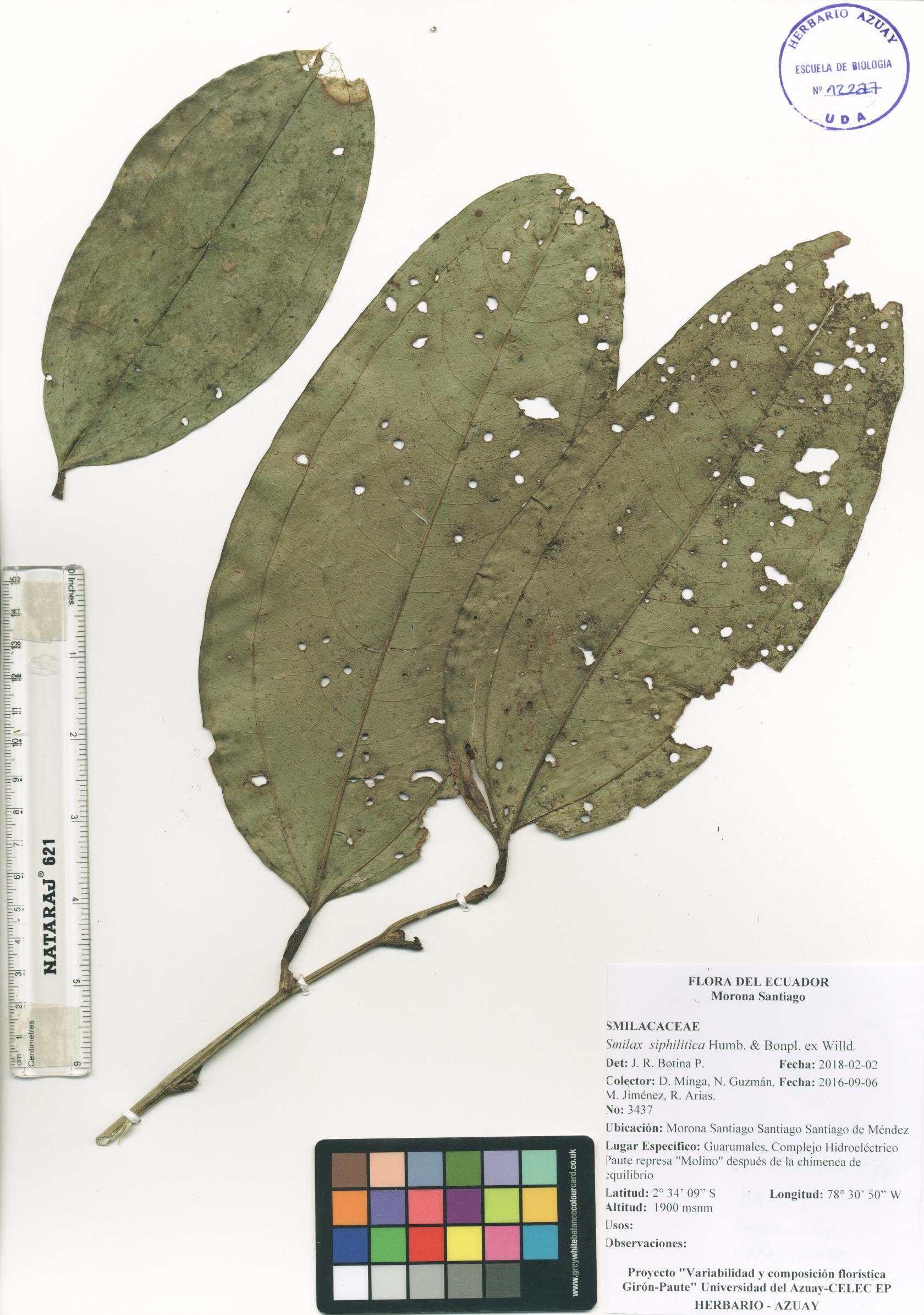 Smilax siphilitica Humb. & Bonpl. ex Willd.