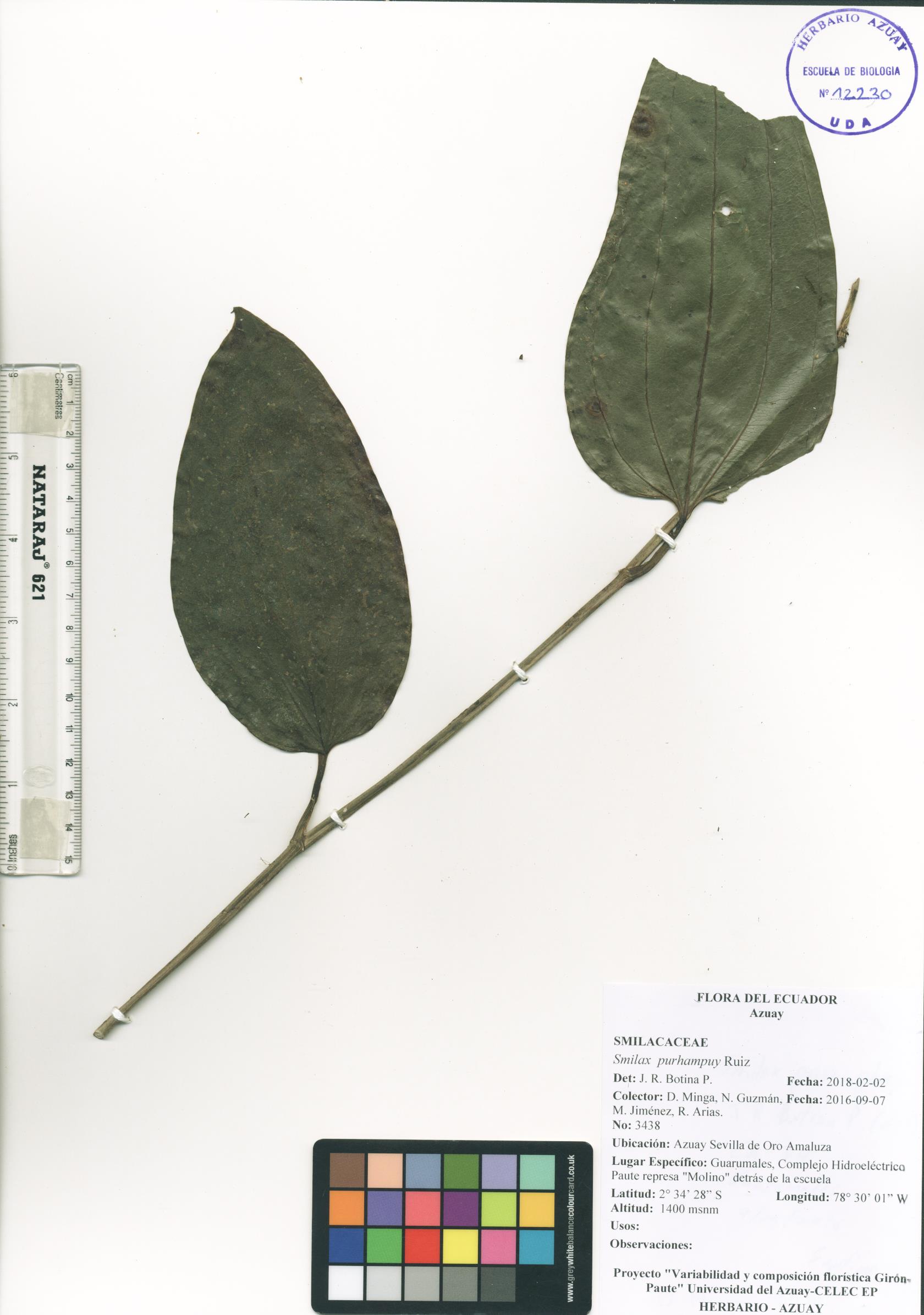 Smilax purhampuy Ruiz