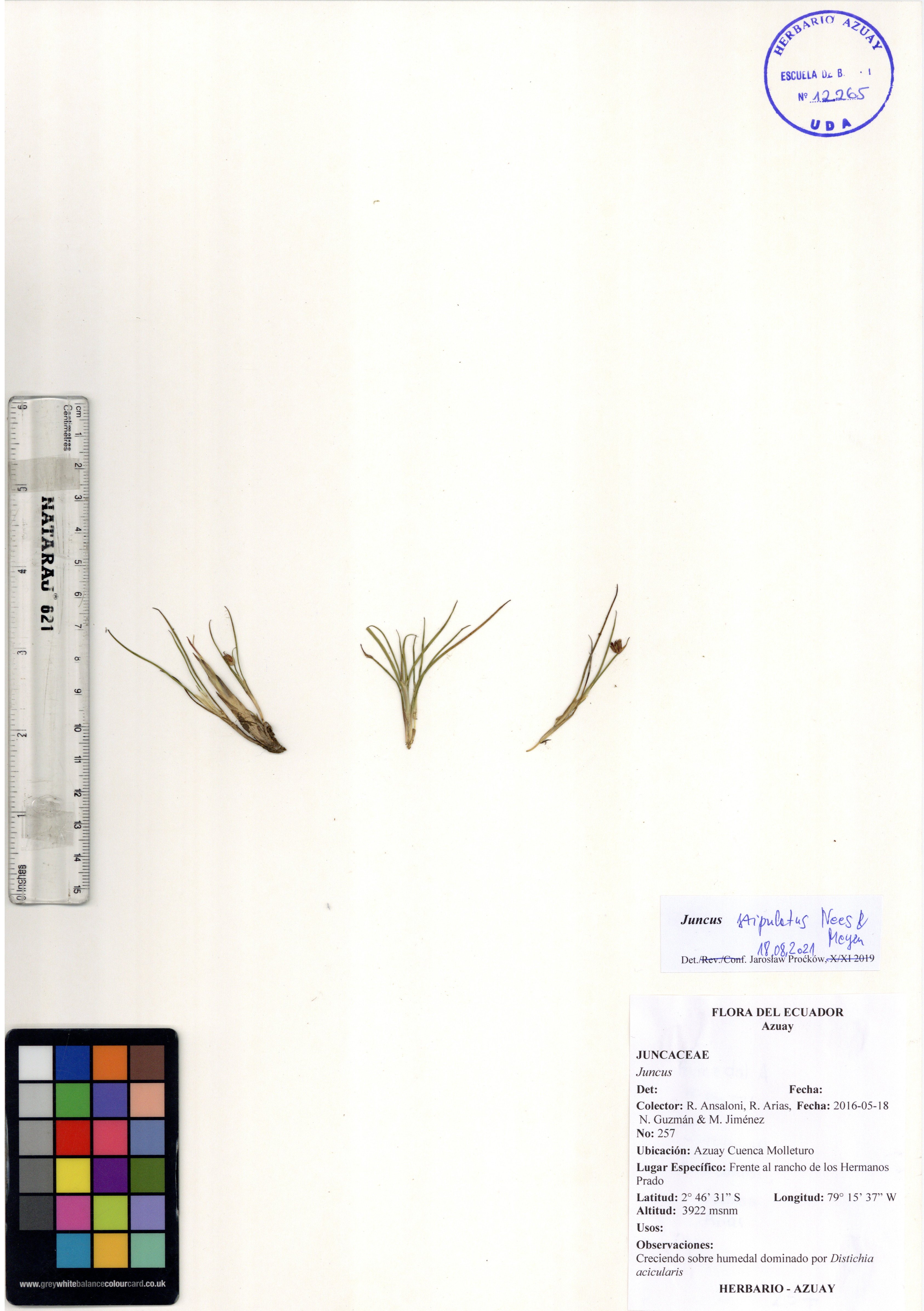 Juncus stipulatus Nees & Meyen