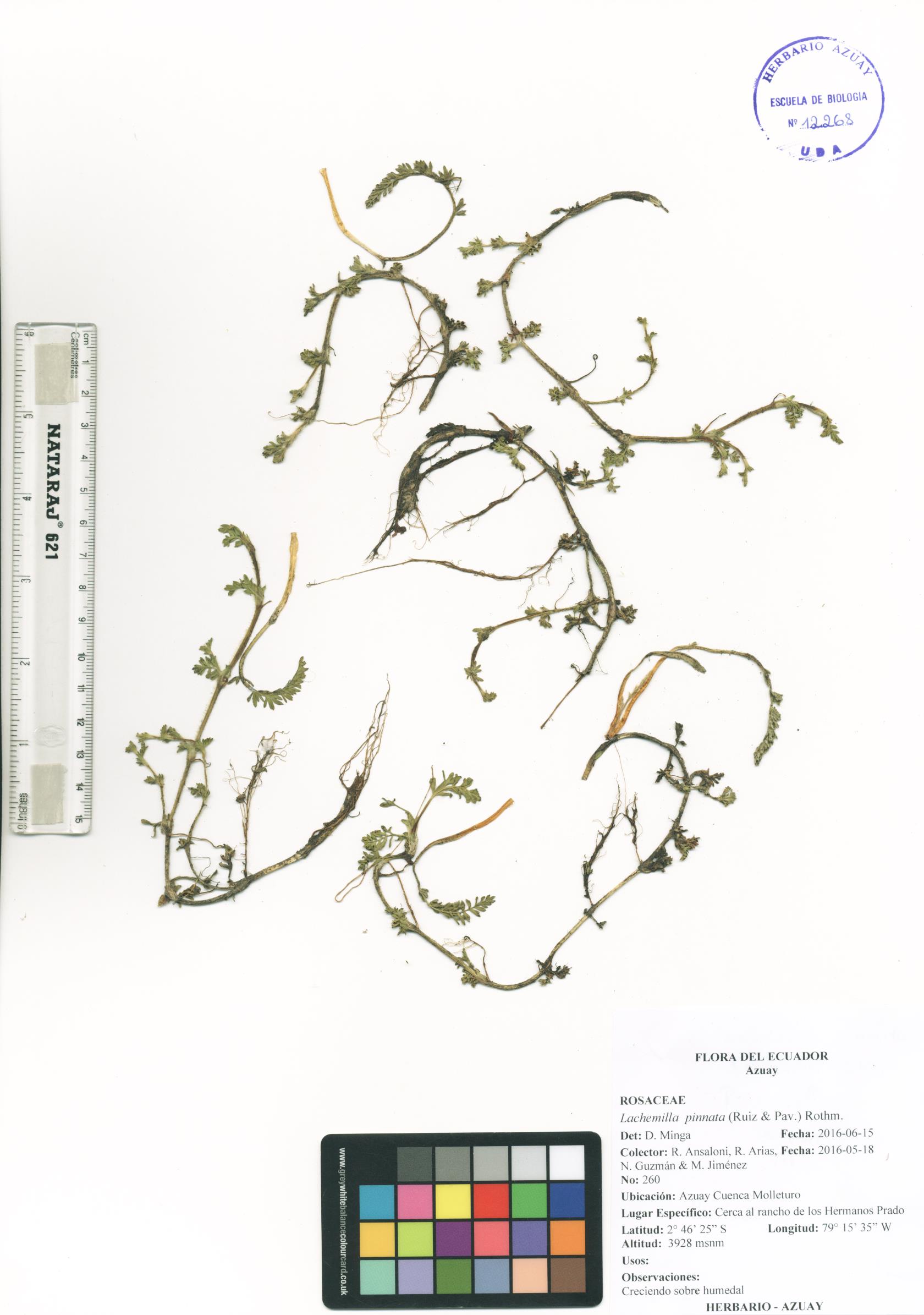 Lachemilla pinnata (Ruiz & Pav.) Rothm.