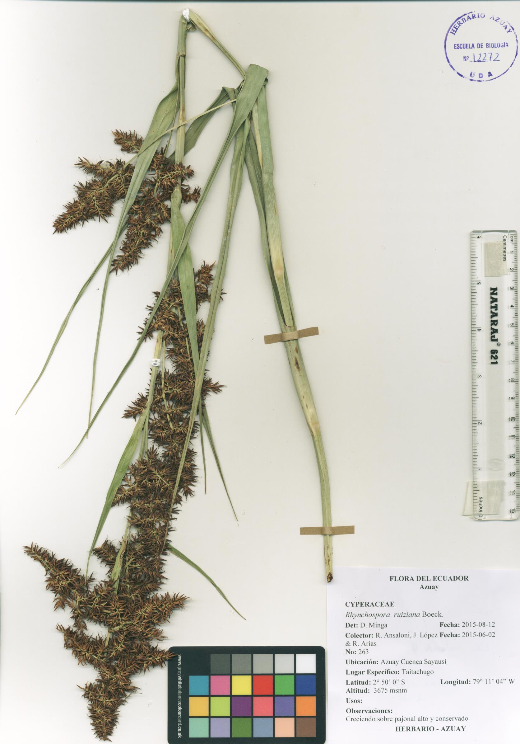 Rhynchospora ruiziana Boeck.