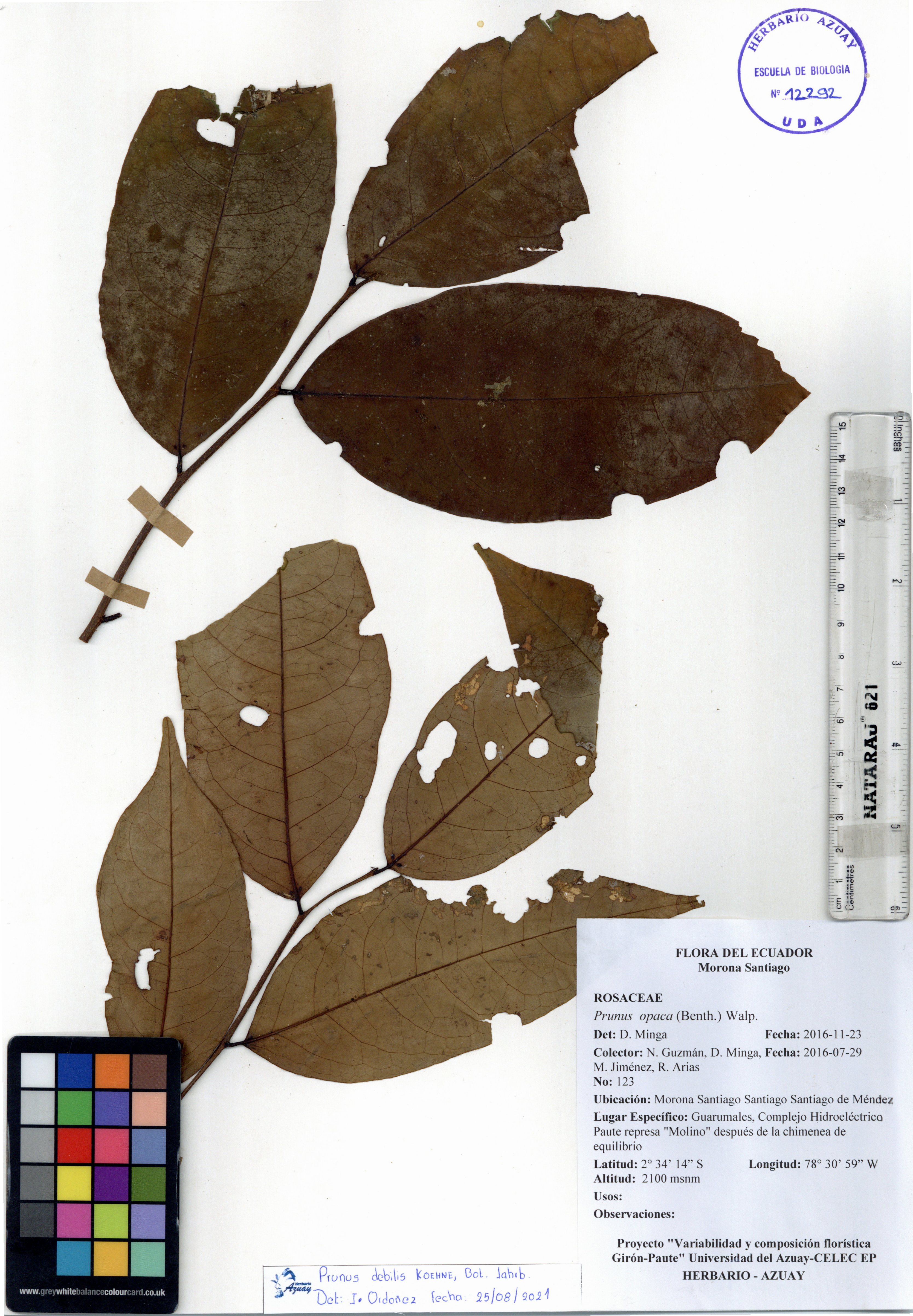 Prunus debilis Koehne