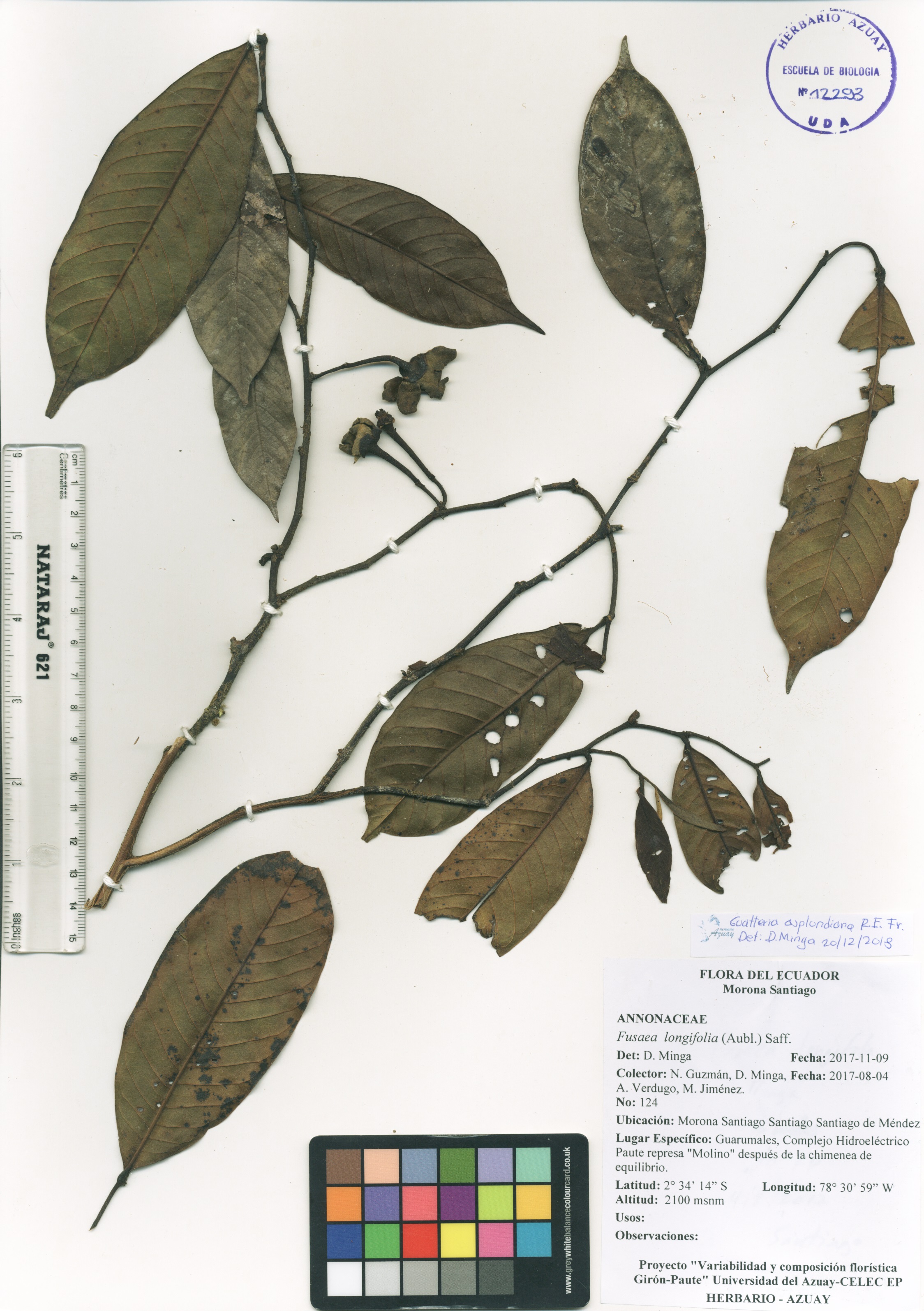 Guatteria asplundiana R.E. Fr.