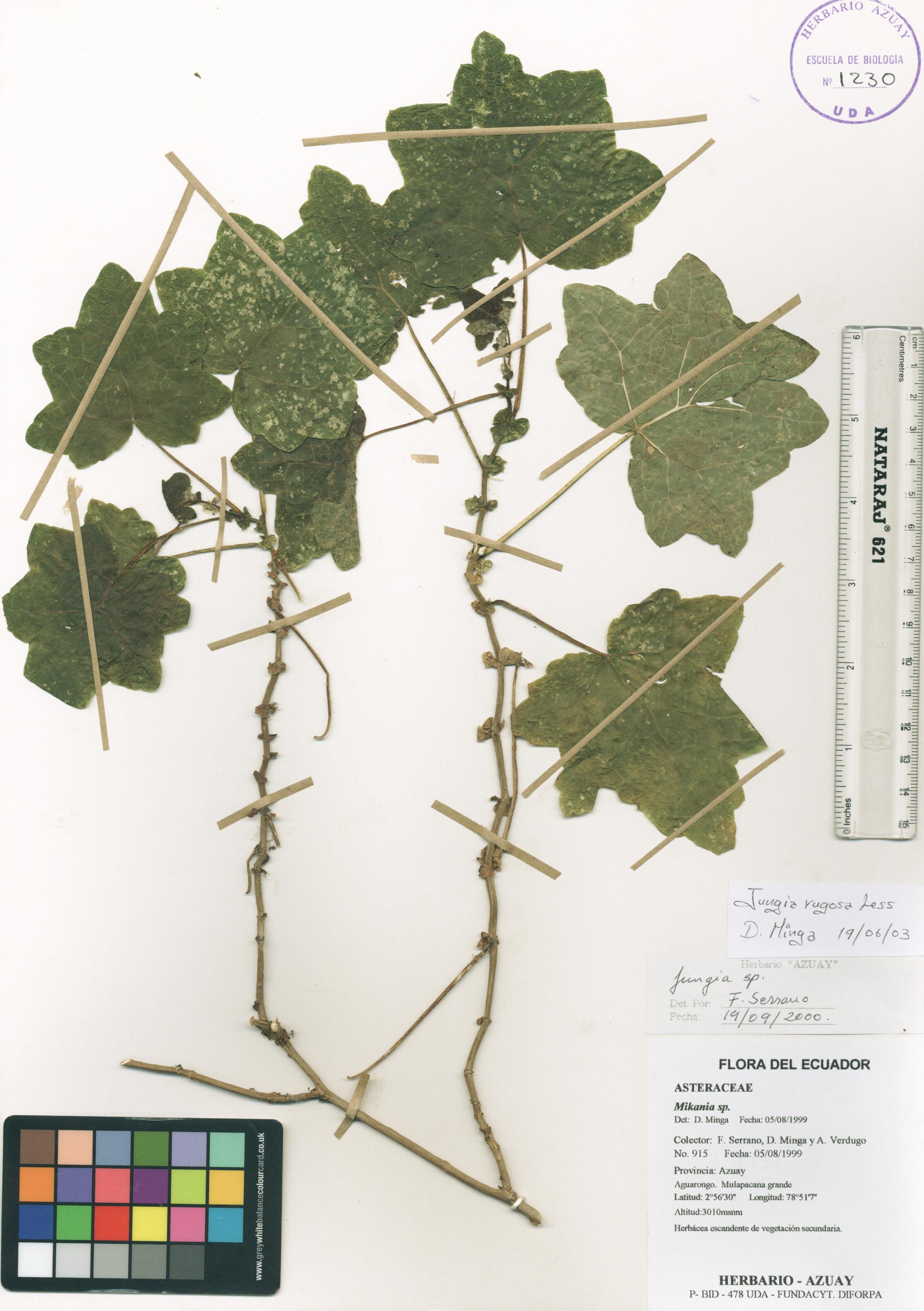 Jungia rugosa Less