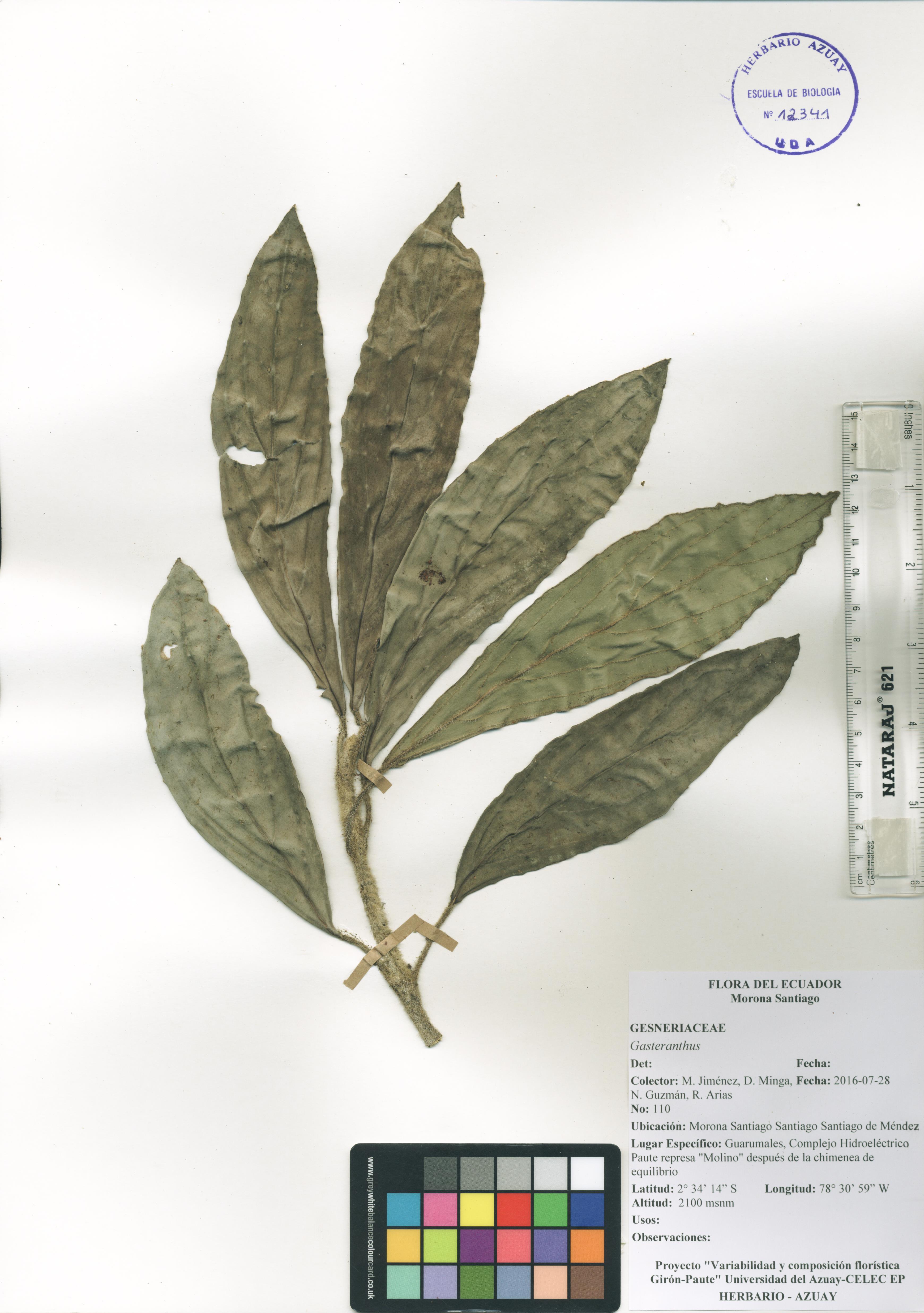Gasteranthus sin determinar sin determinar
