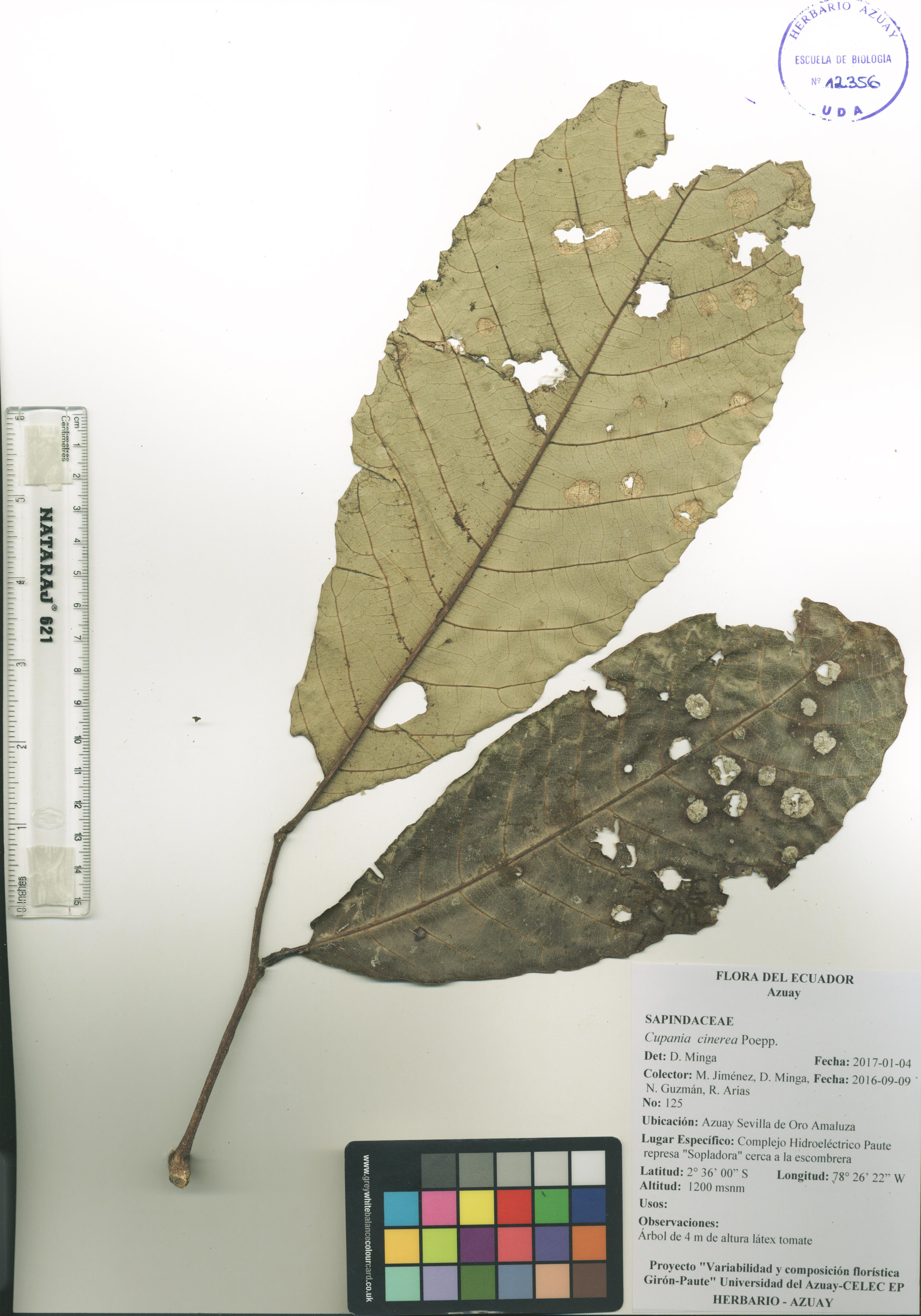 Cupania cinerea Poepp.