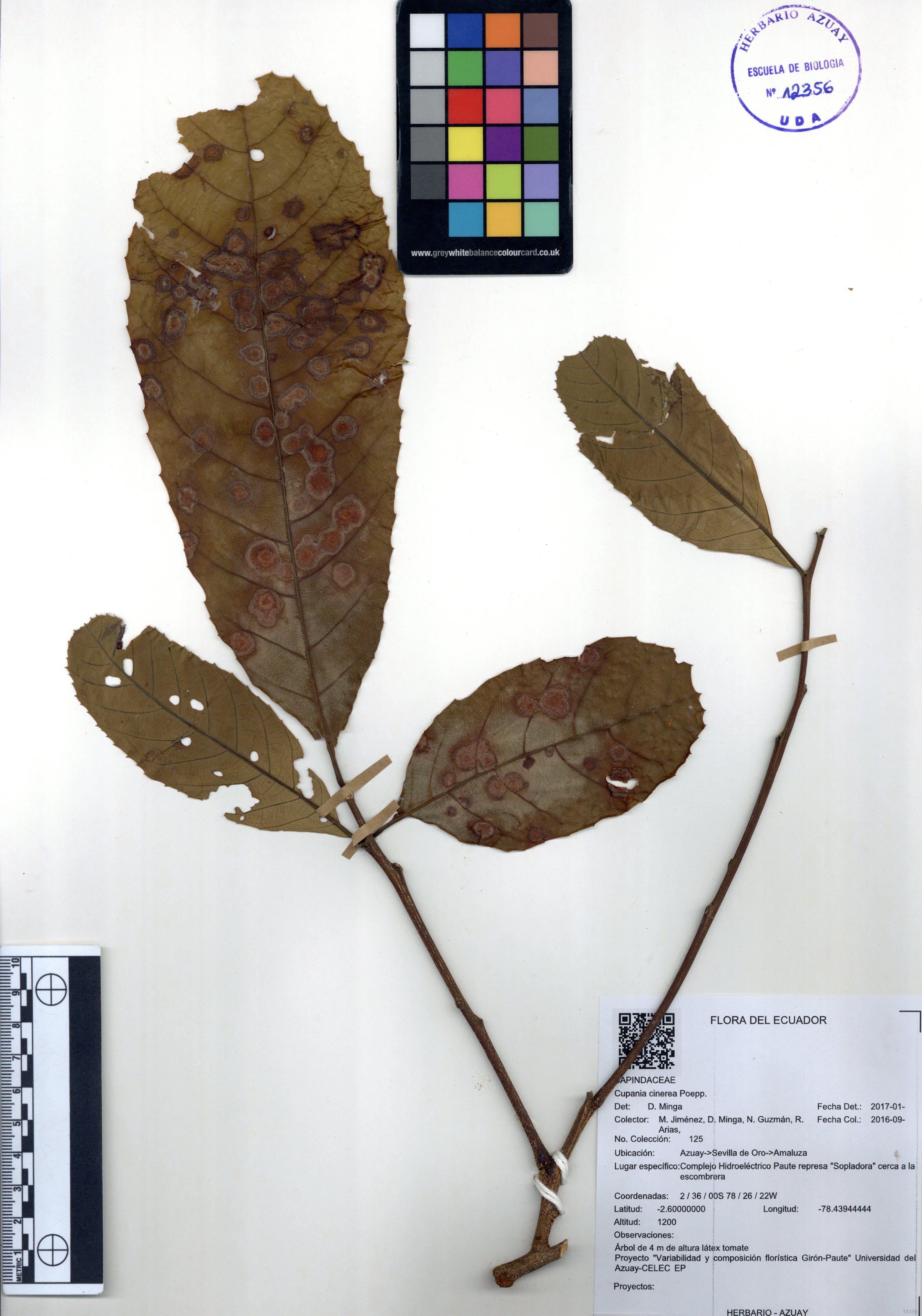 Cupania cinerea Poepp.