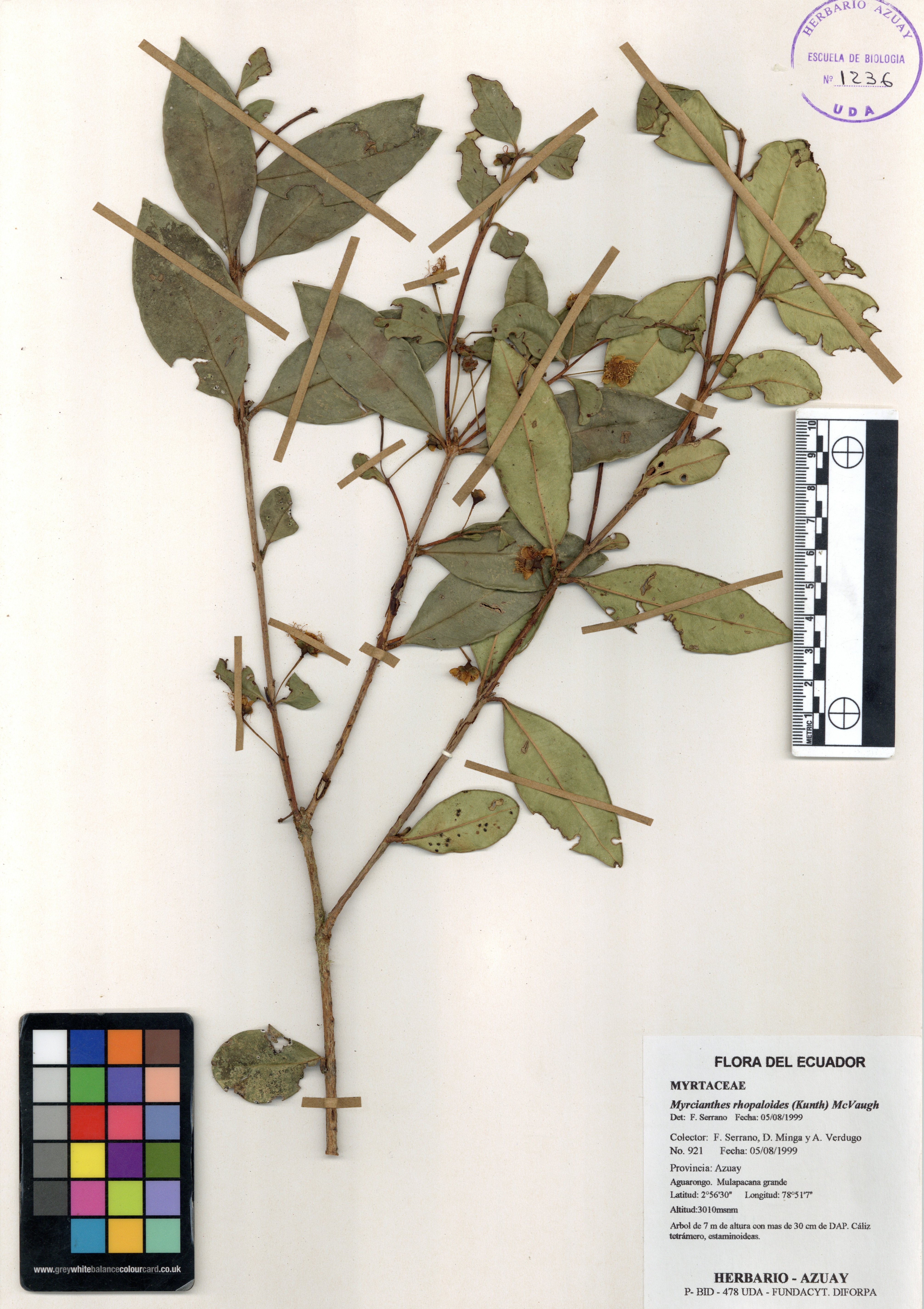Myrcianthes rhopaloides (Kunth) McVaugh