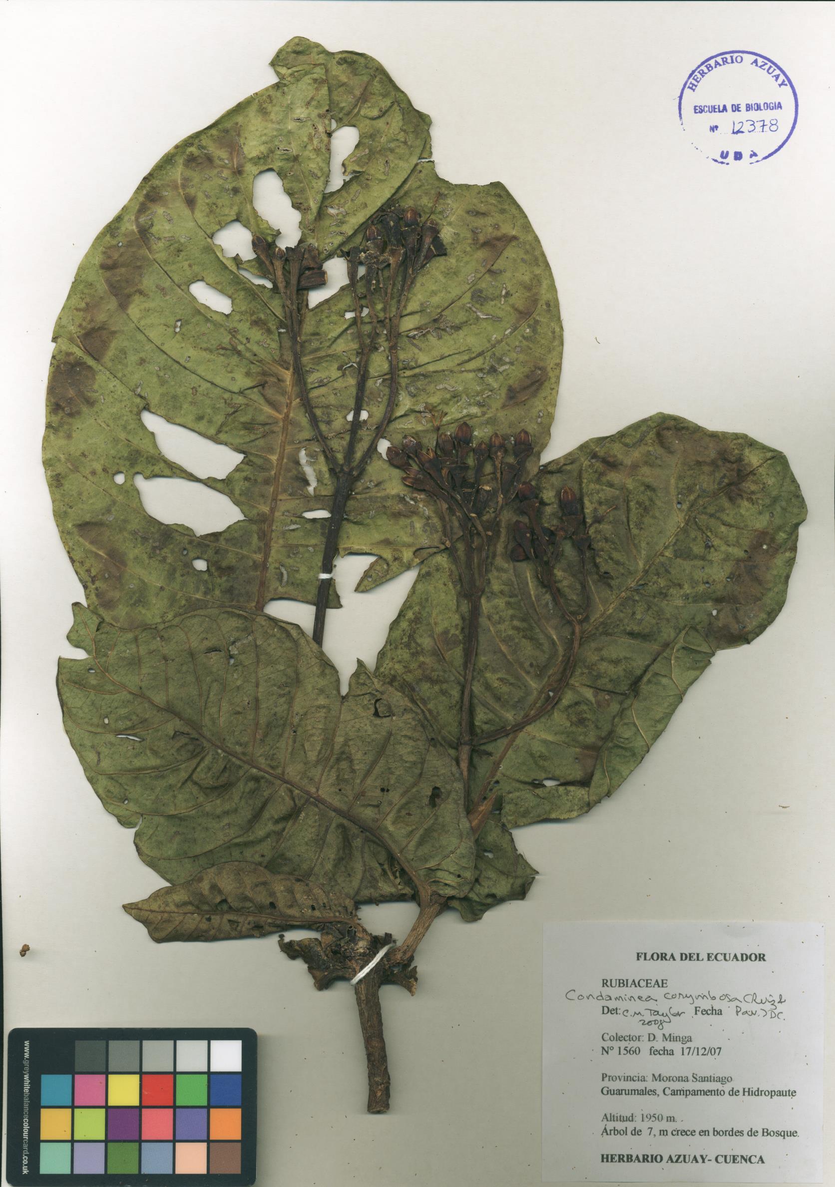 Condaminea corymbosa (Ruiz & Pav.) DC.