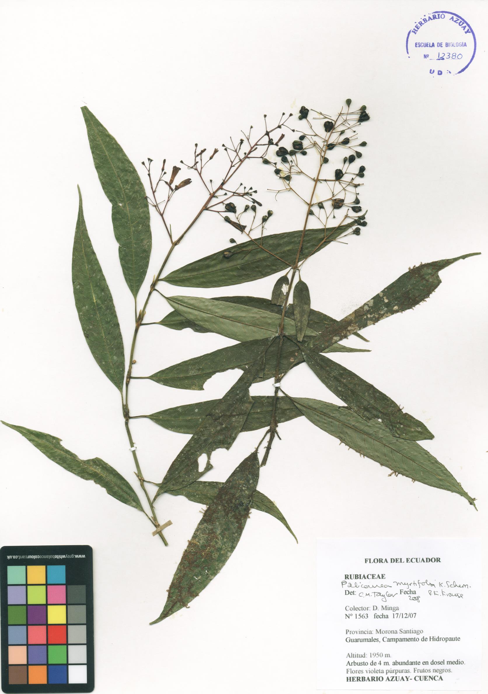 Palicourea myrtifolia K. Schum. & K. Krause