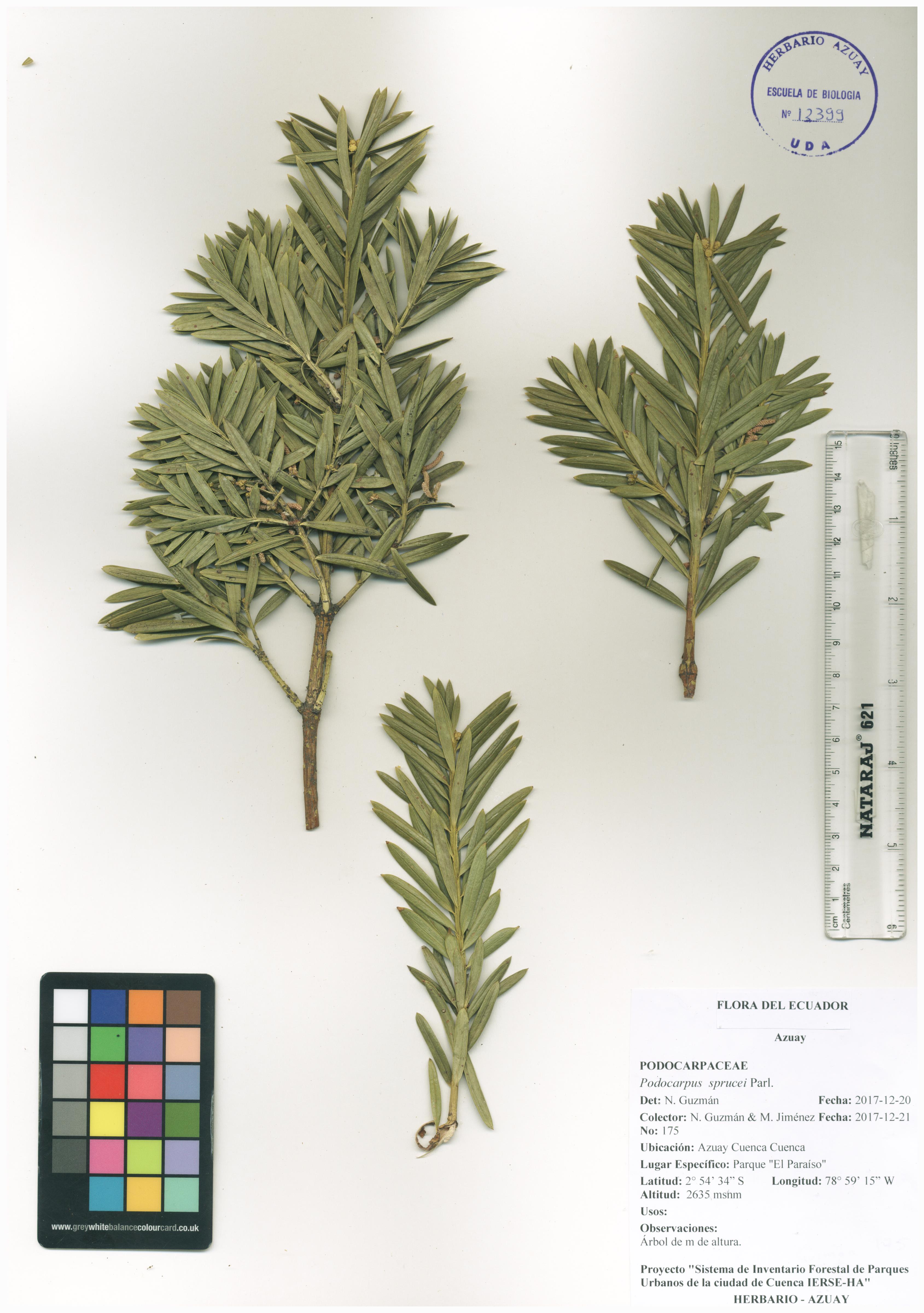 Podocarpus sprucei Parl.
