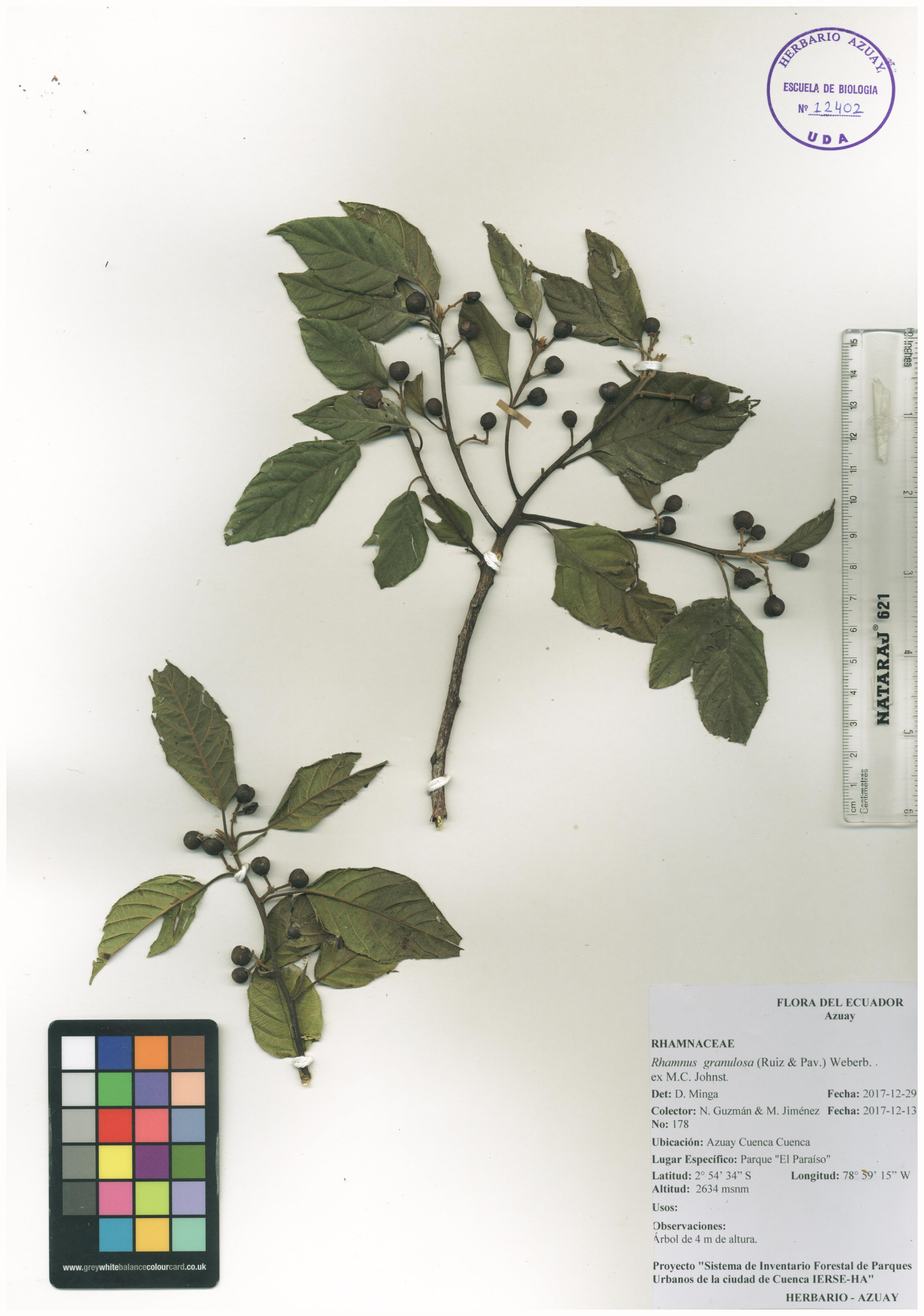 Rhamnus granulosa (Ruiz & Pav.)  Weberb. ex M.C. Johnst.