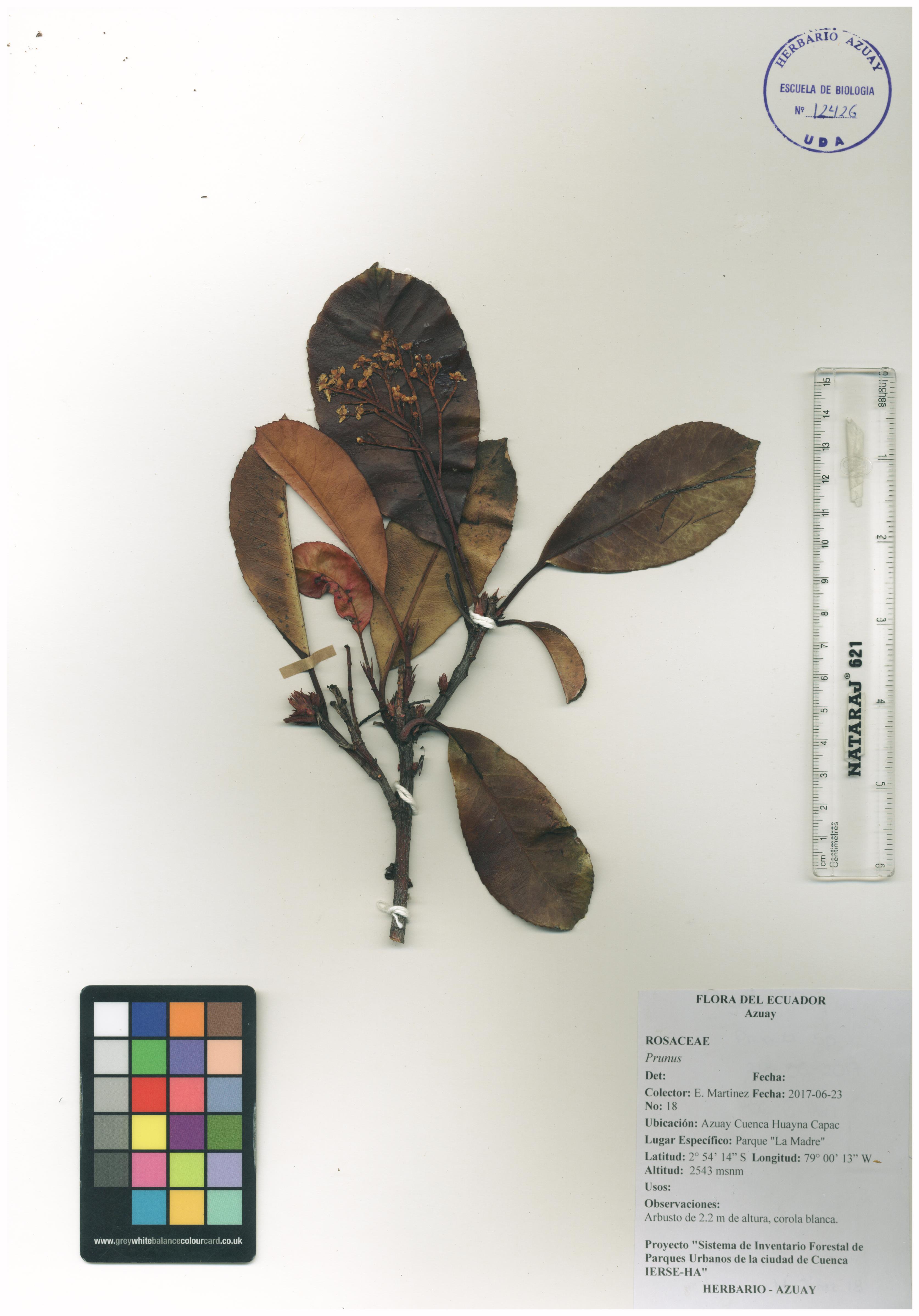Prunus sin determinar sin determinar