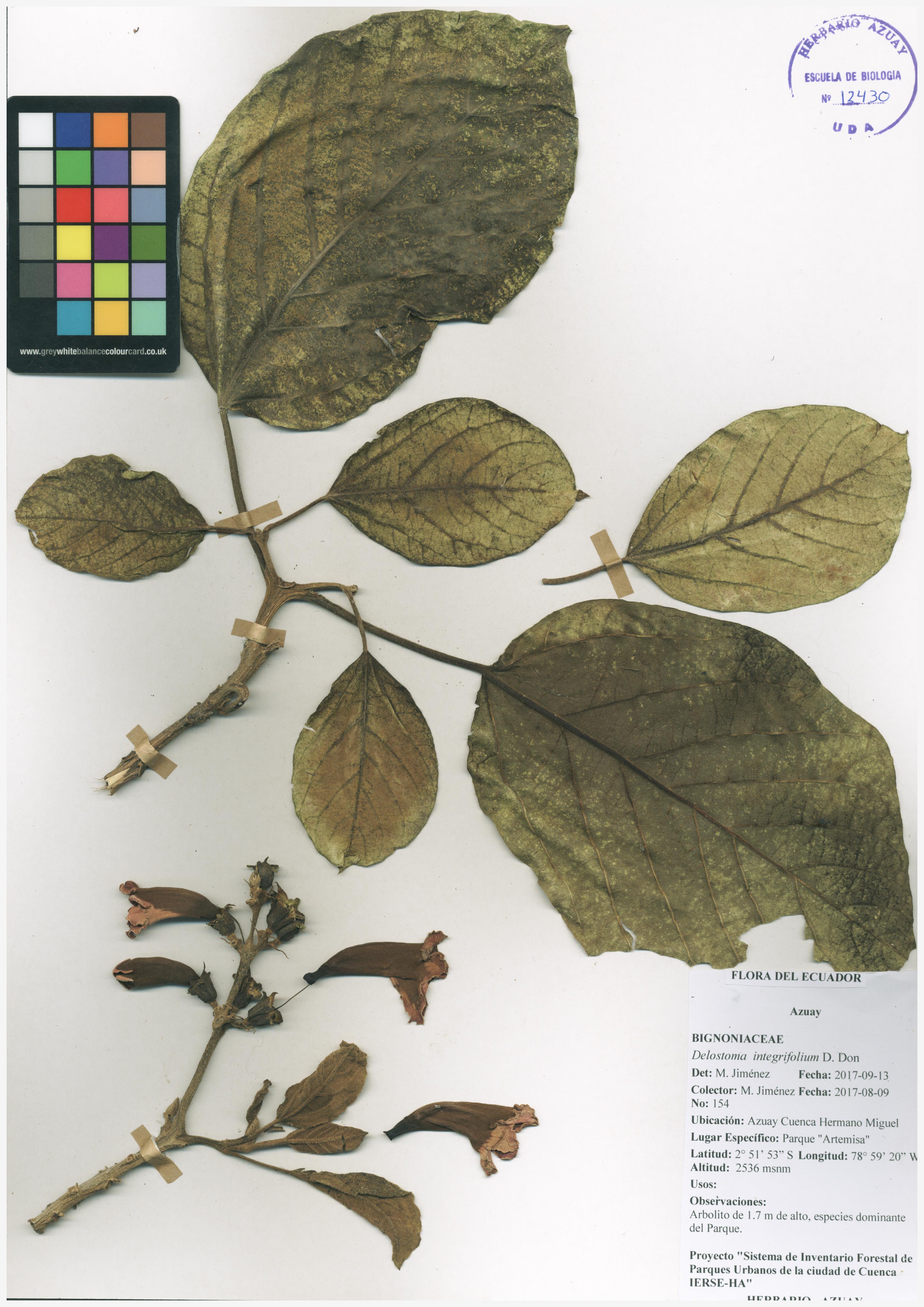 Delostoma integrifolium D. Don
