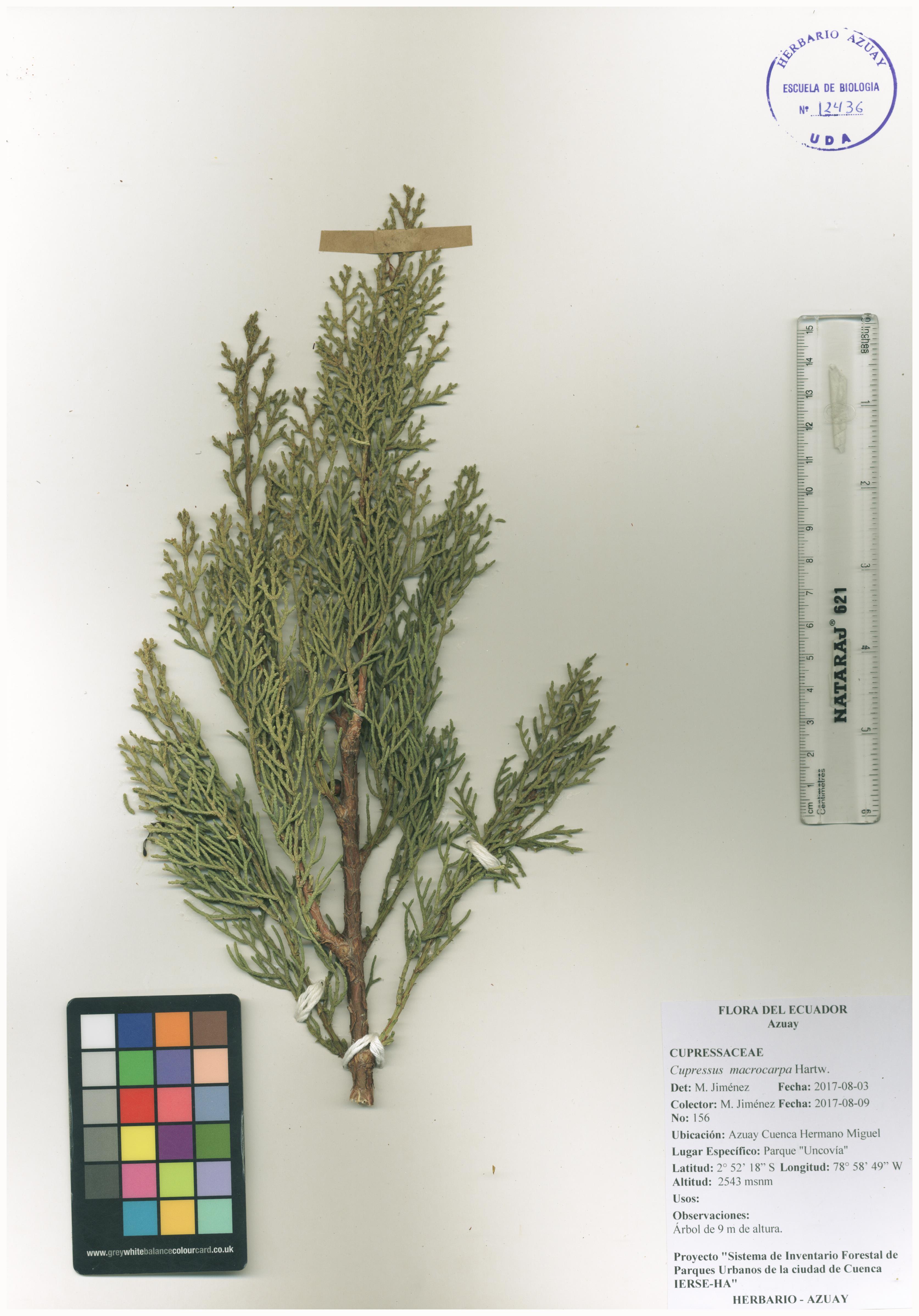Cupressus macrocarpa Hartw.