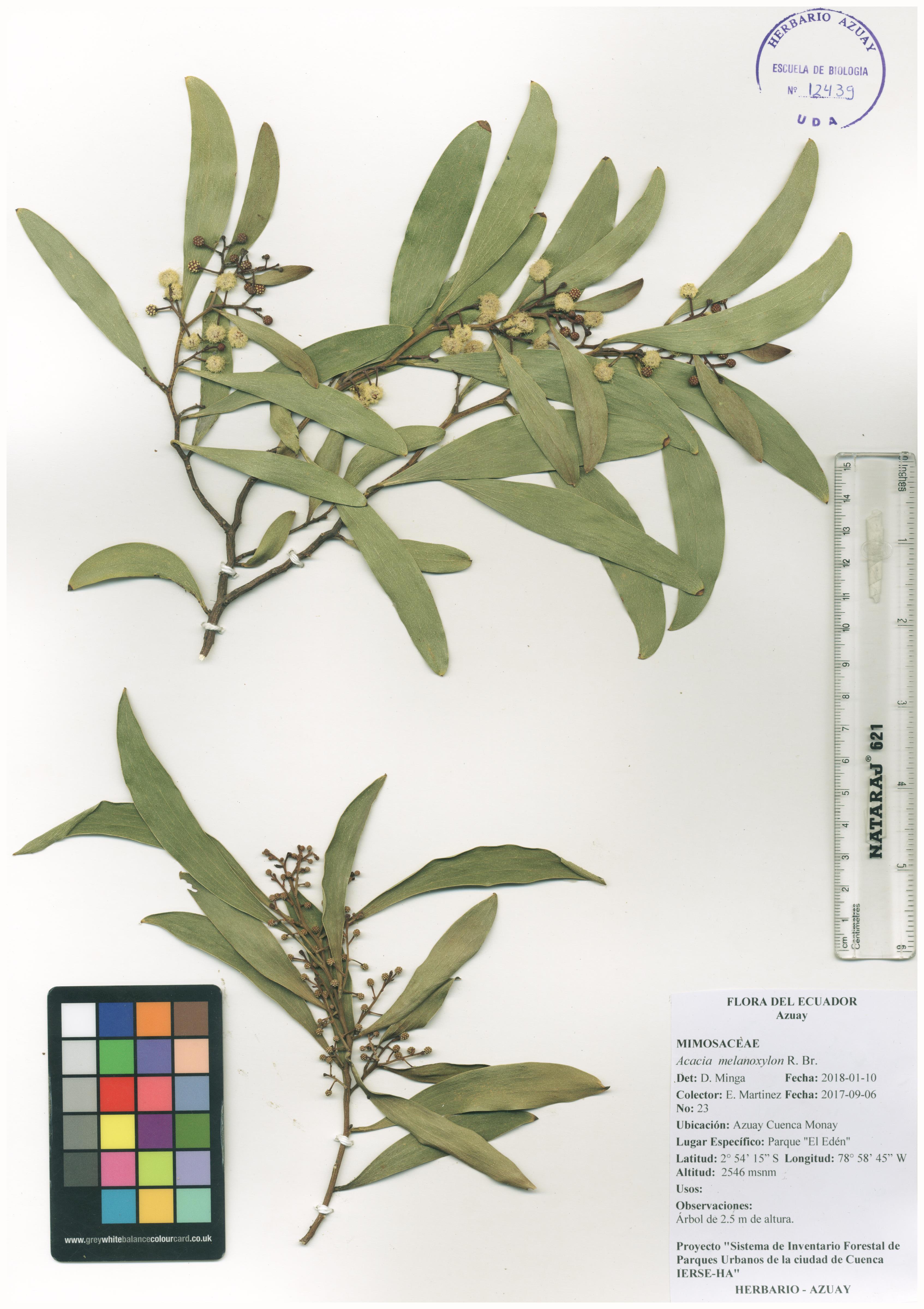 Acacia melanoxylon R. Br.