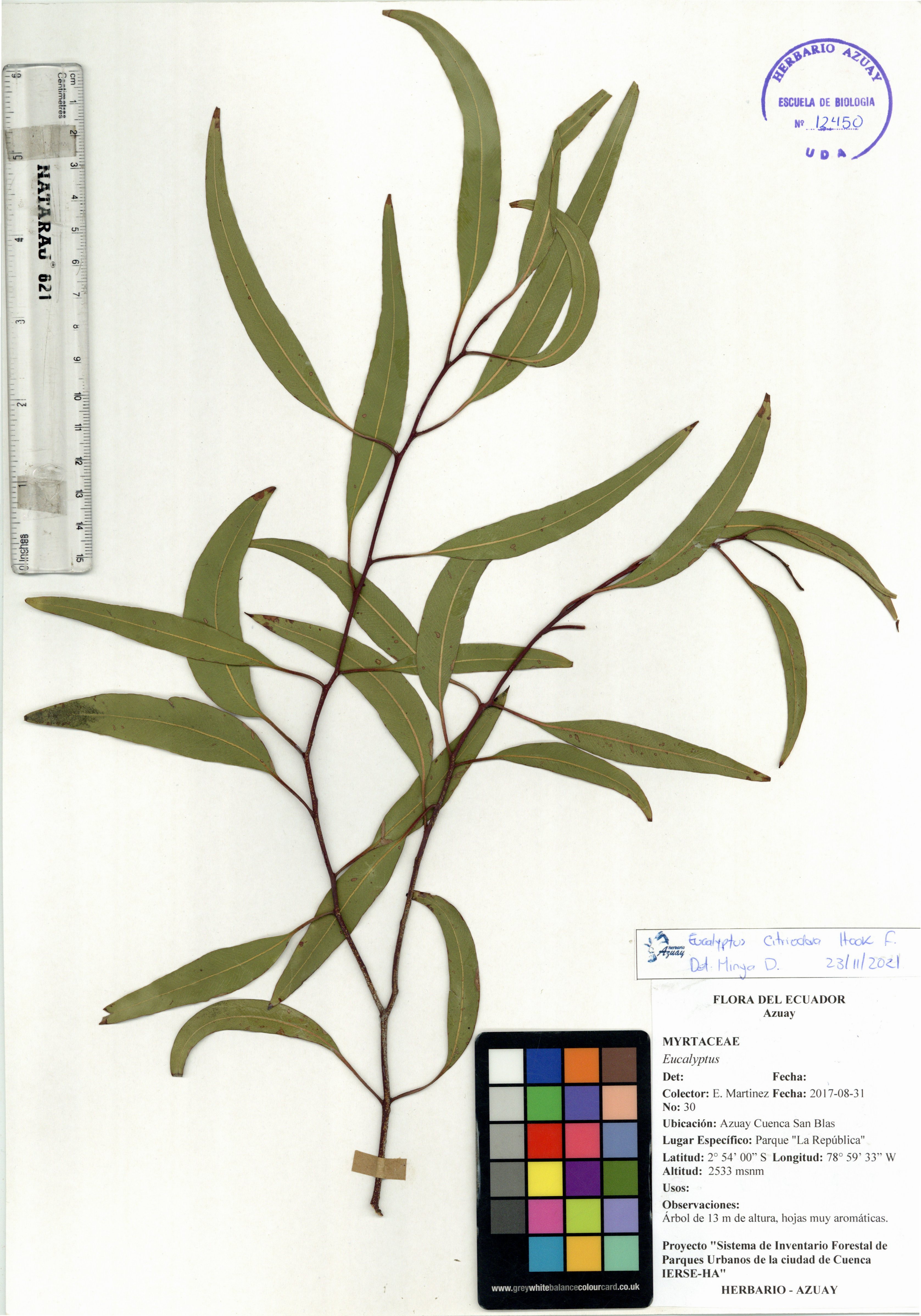 Eucalyptus citriodora Hook. f.