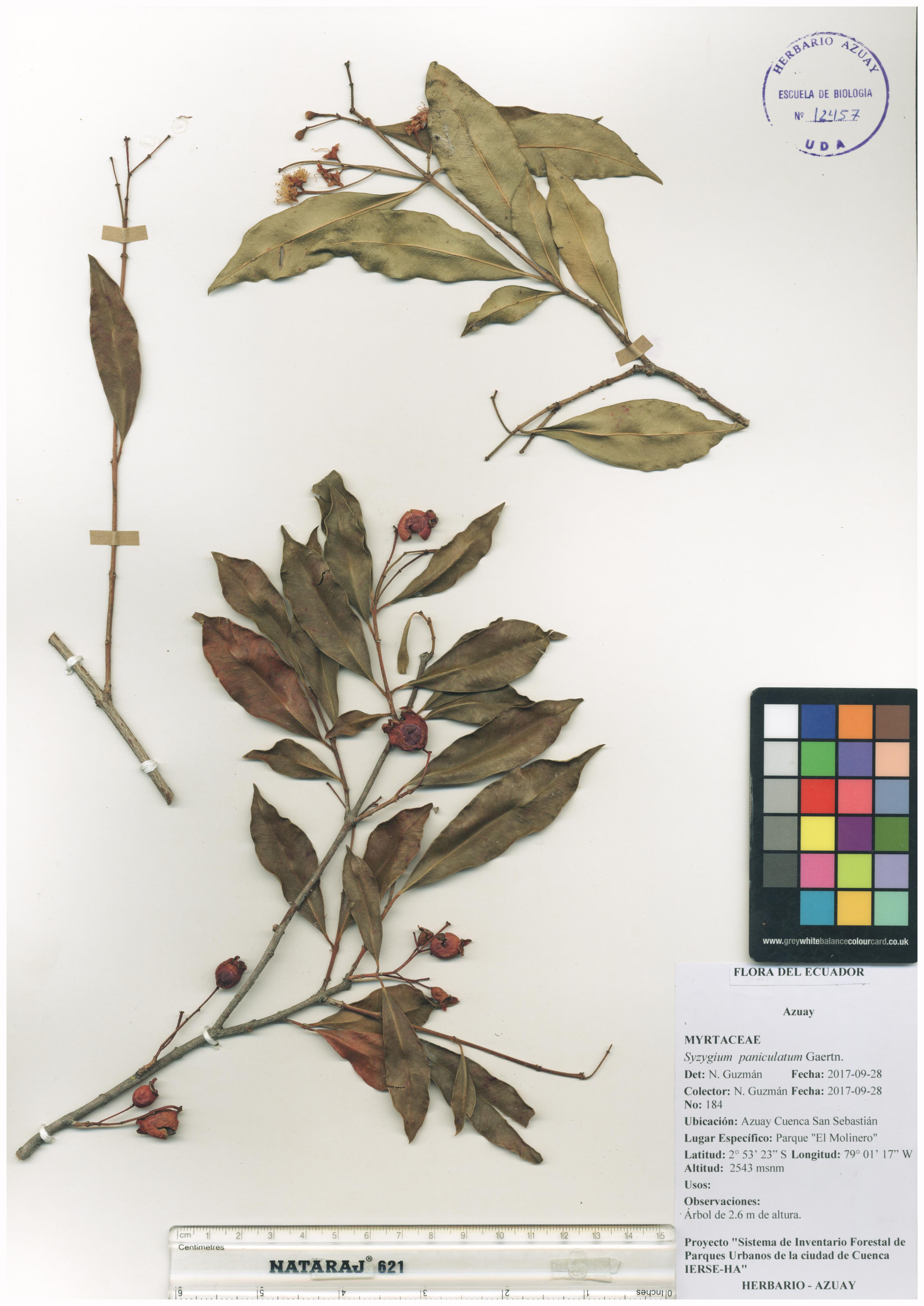 Syzygium paniculatum Gaertn.