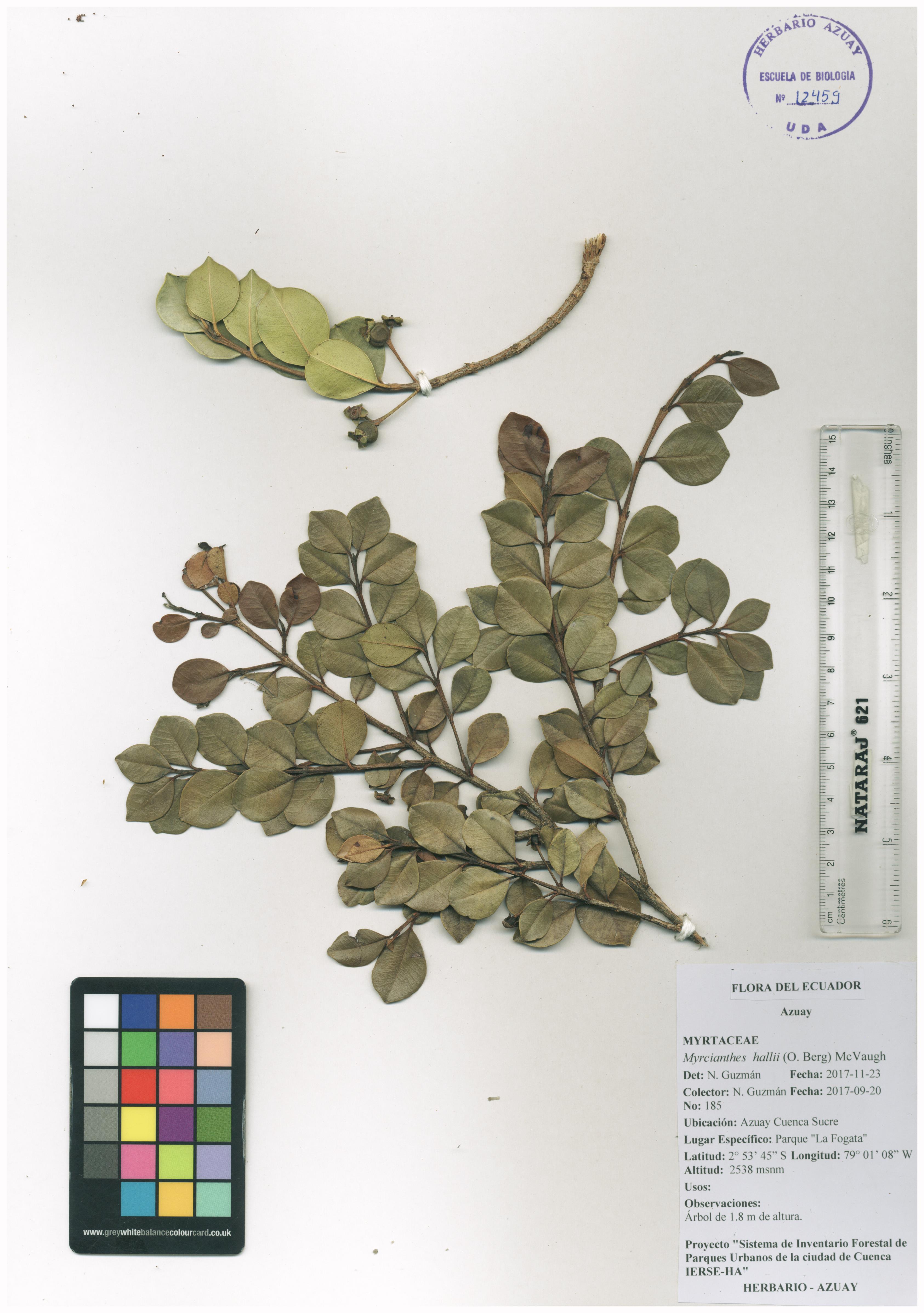 Myrcianthes hallii (O. Berg) McVaugh