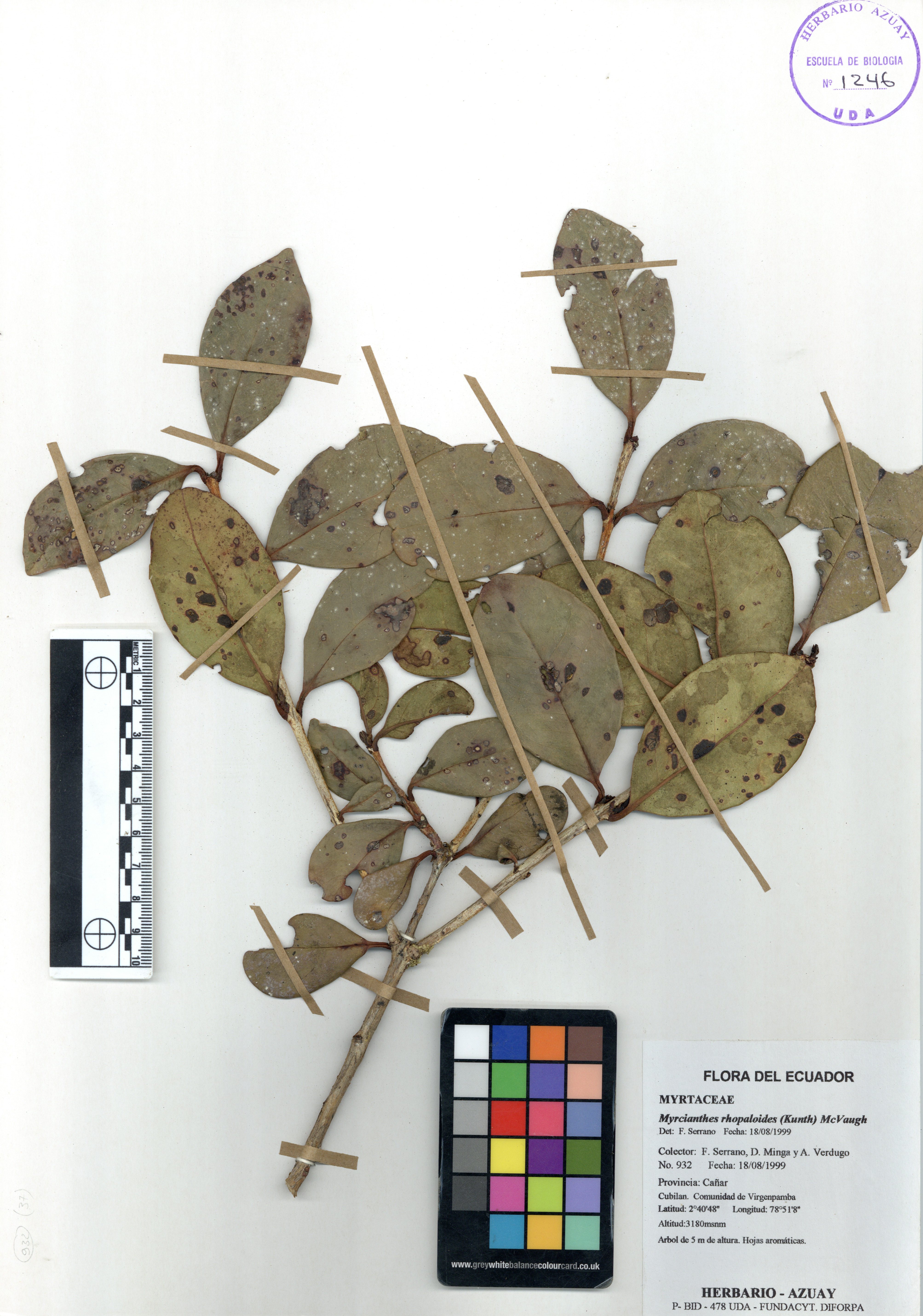 Myrcianthes rhopaloides (Kunth) McVaugh