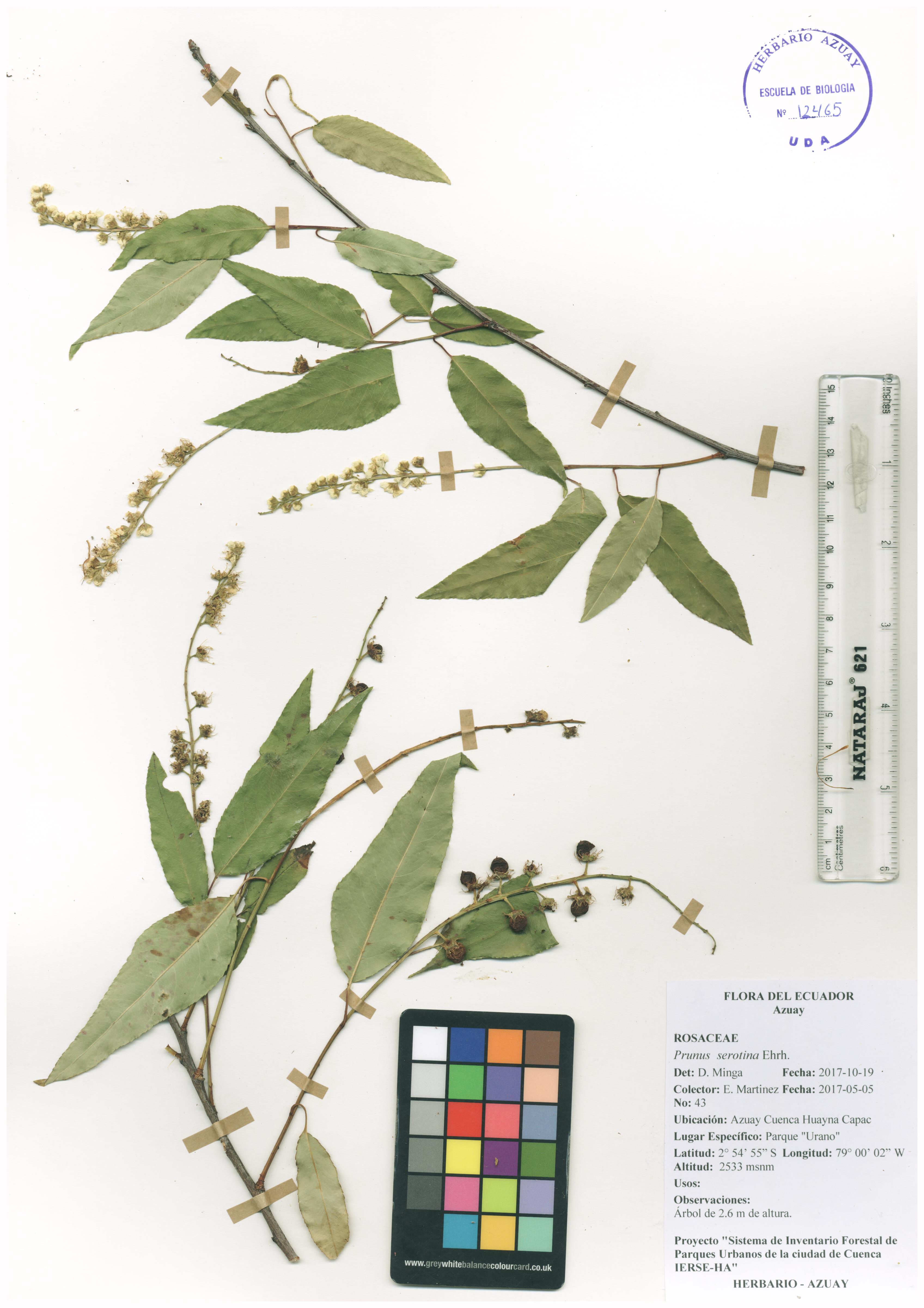 Prunus serotina Ehrh.