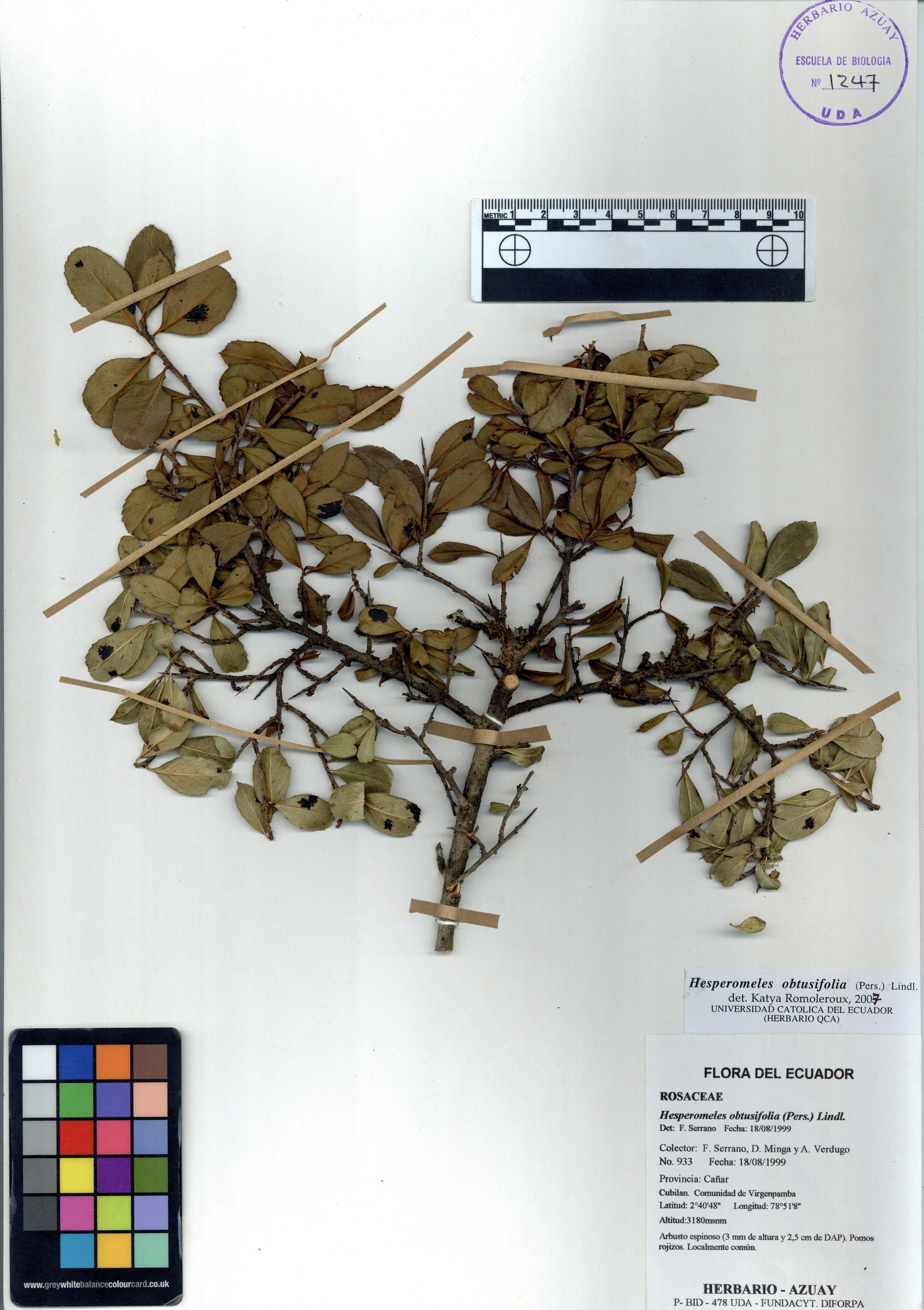 Hesperomeles obtusifolia (Pers.) Lindl.