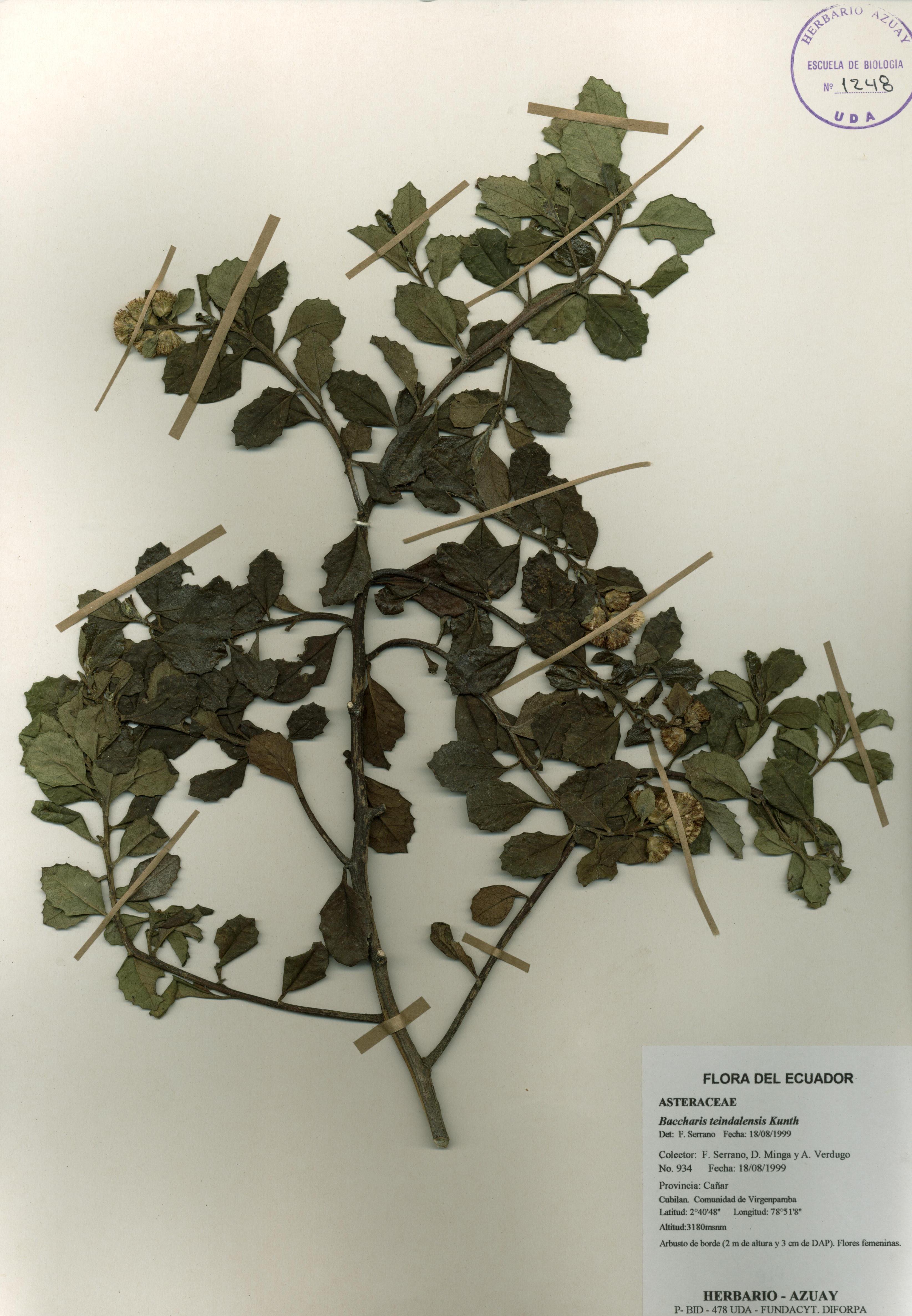 Baccharis teindalensis Kunth