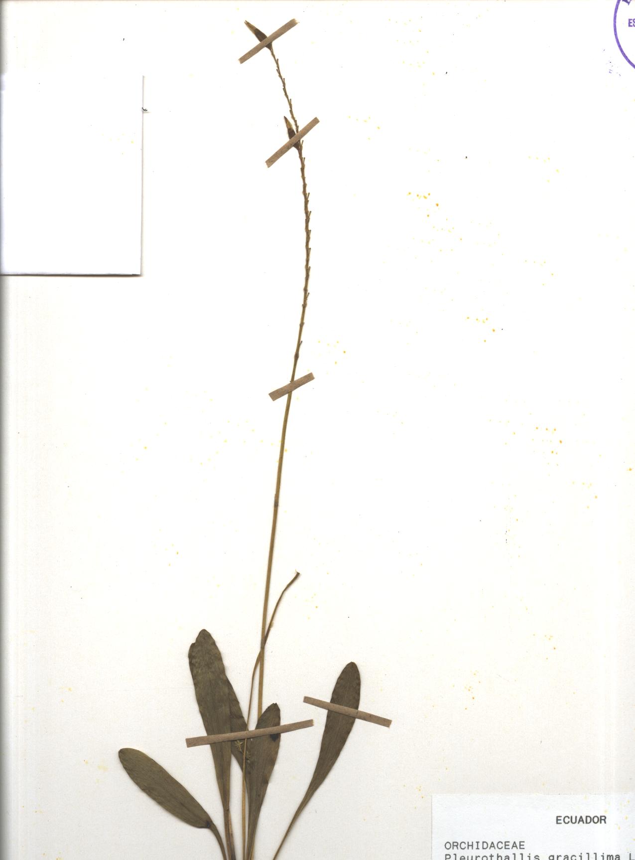 Pleurothallis gracillima Lindl.