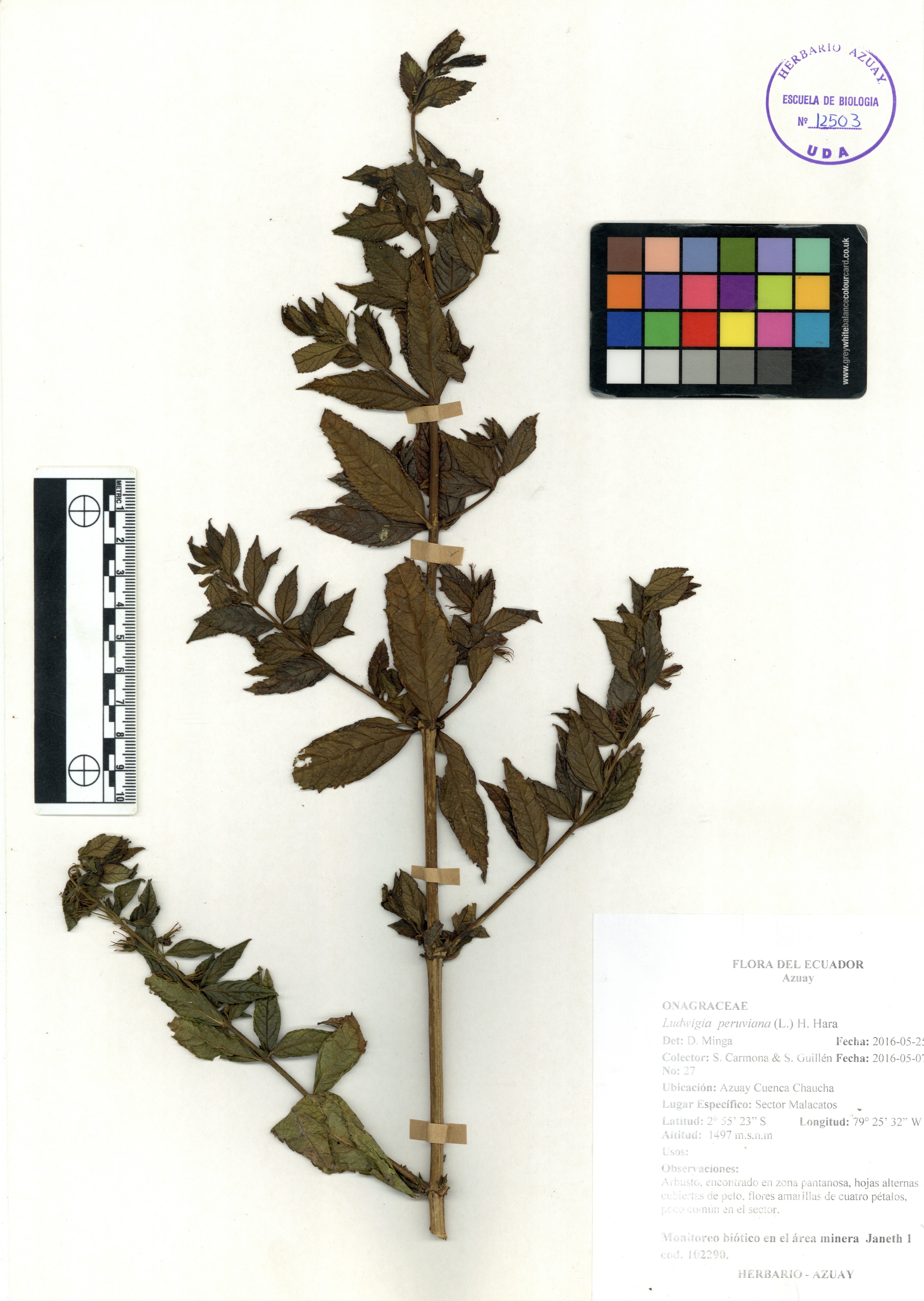 Ludwigia peruviana (L.) H. Hara