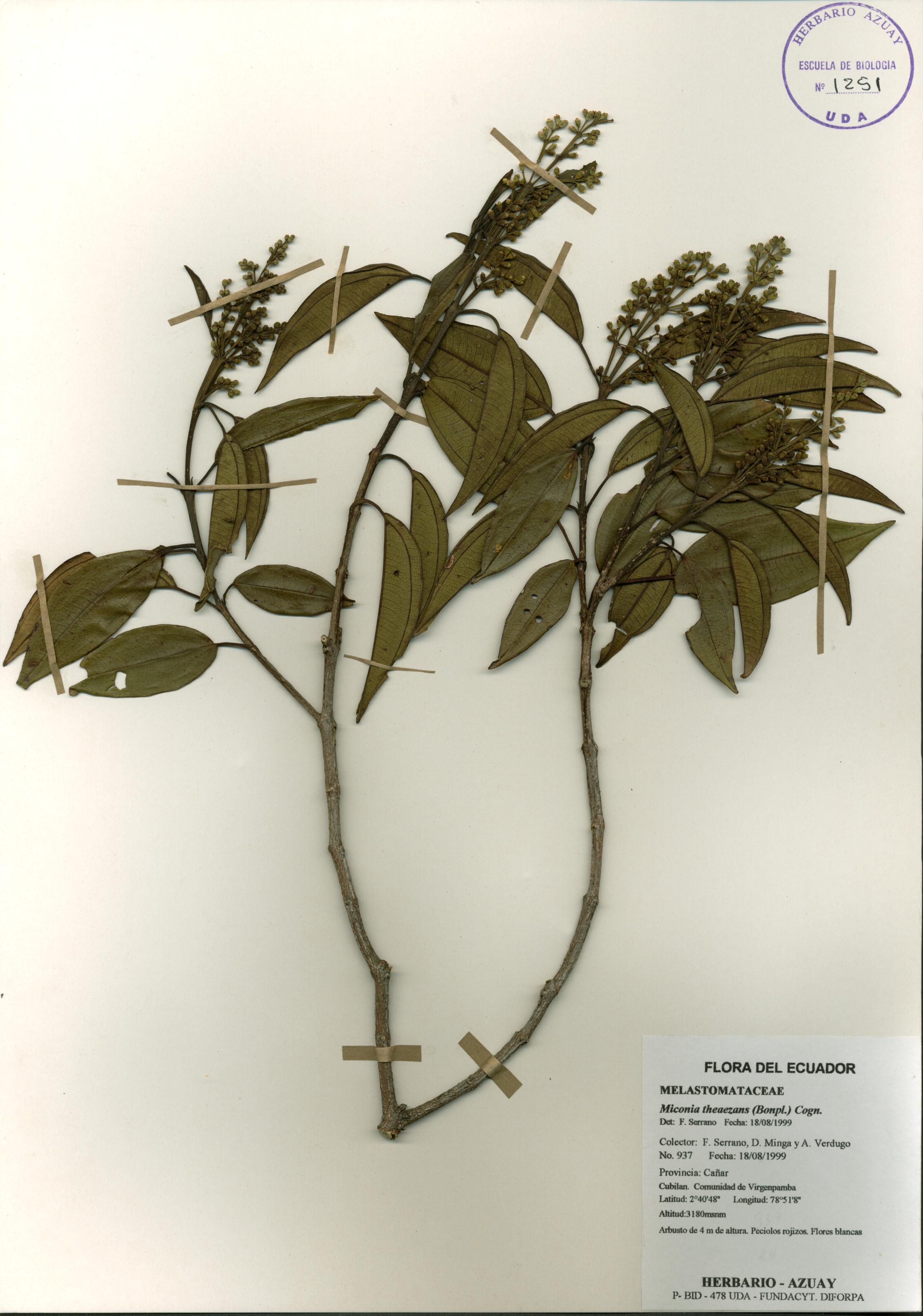 Miconia theaezans (Bonpl.) Cogn.