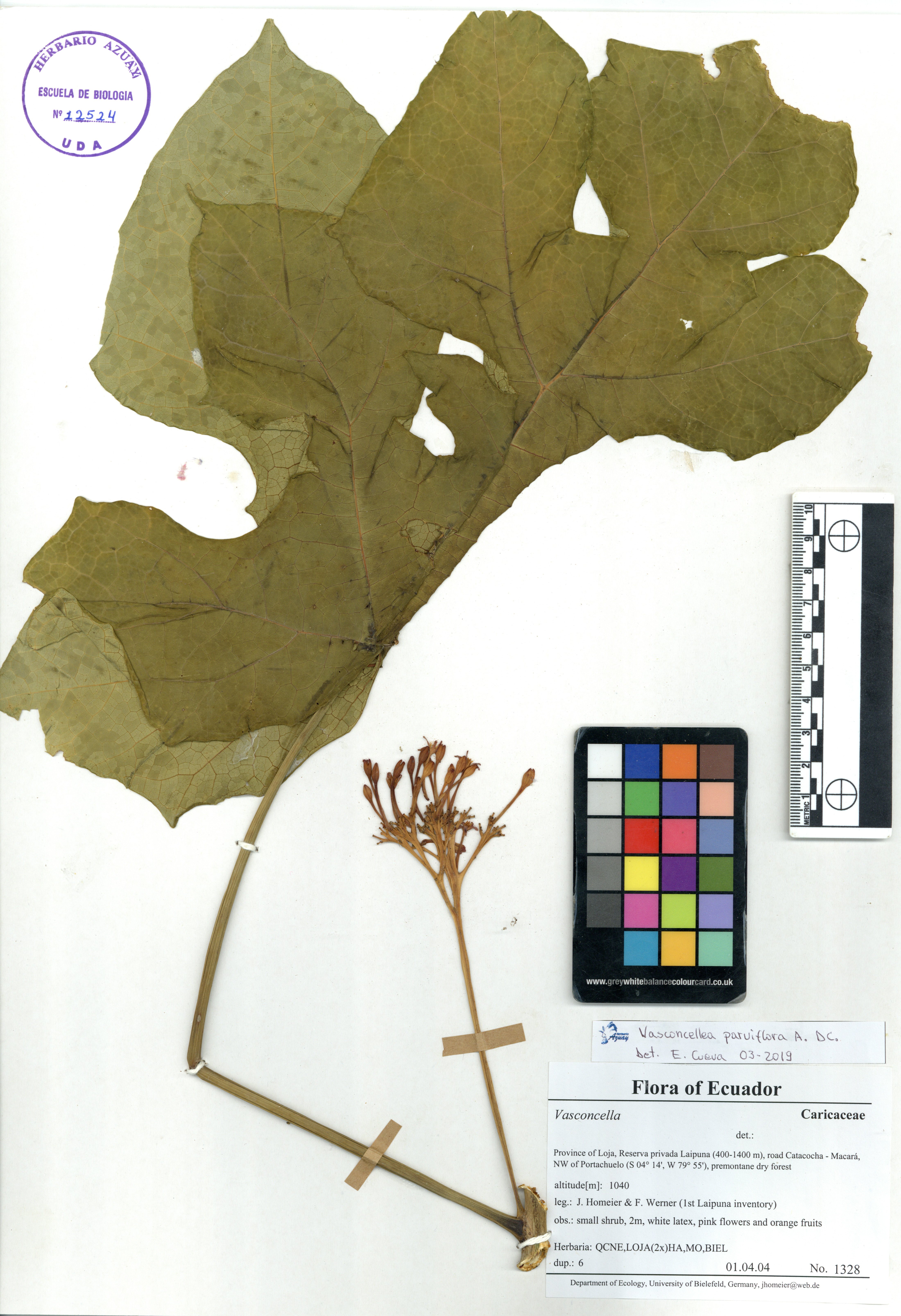 Vasconcellea parviflora (A. DC.) Solms