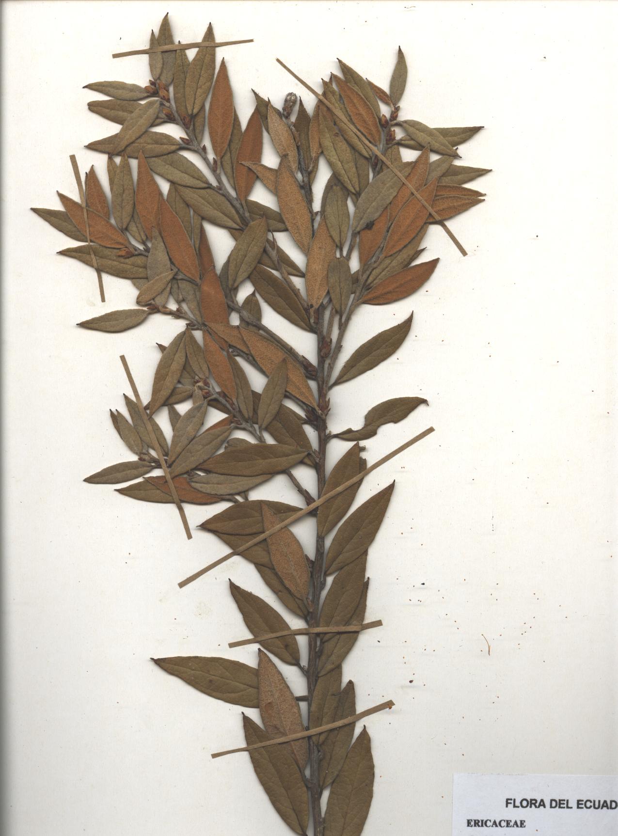Gaultheria tomentosa Kunth