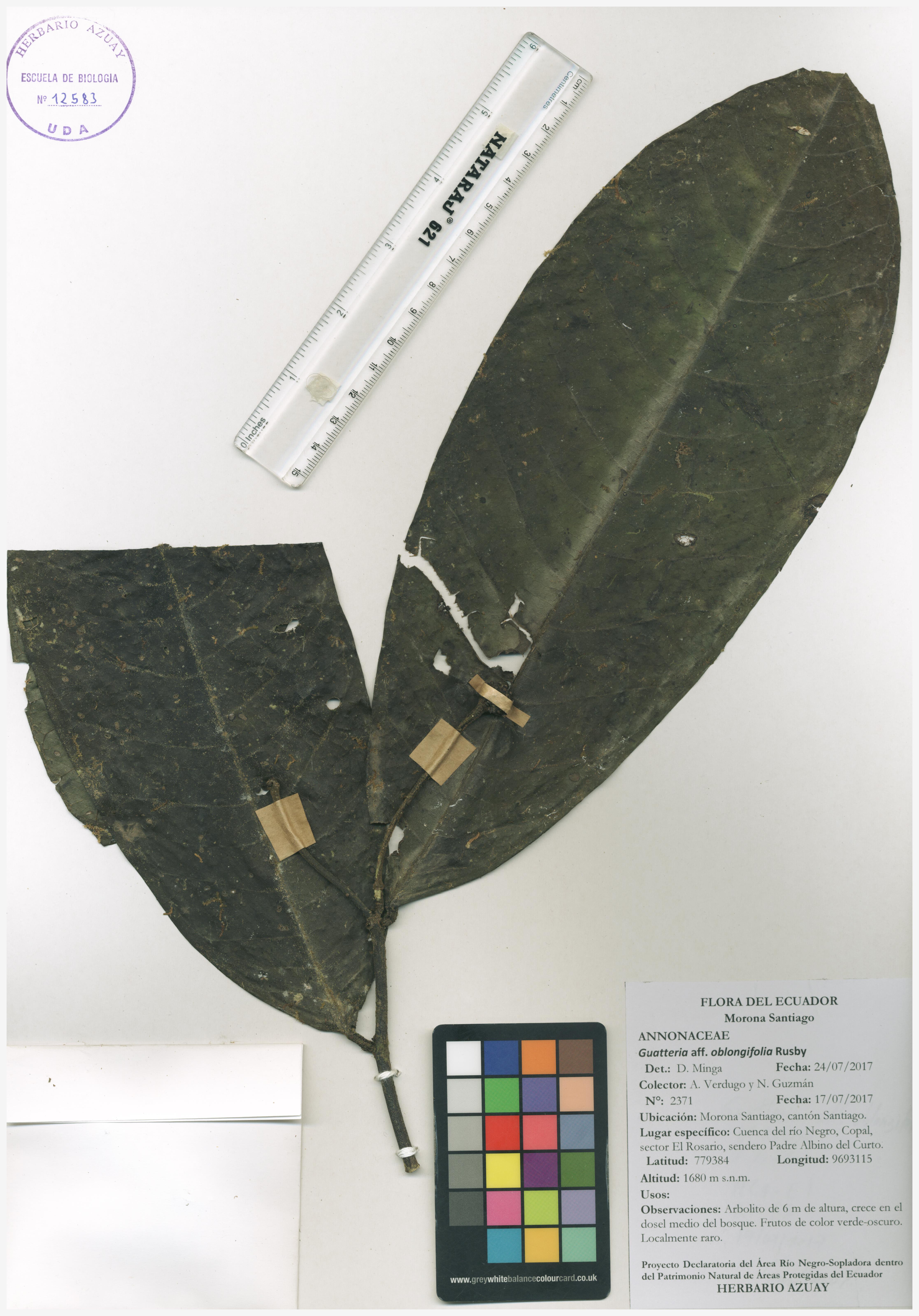 Guatteria oblongifolia Standl.