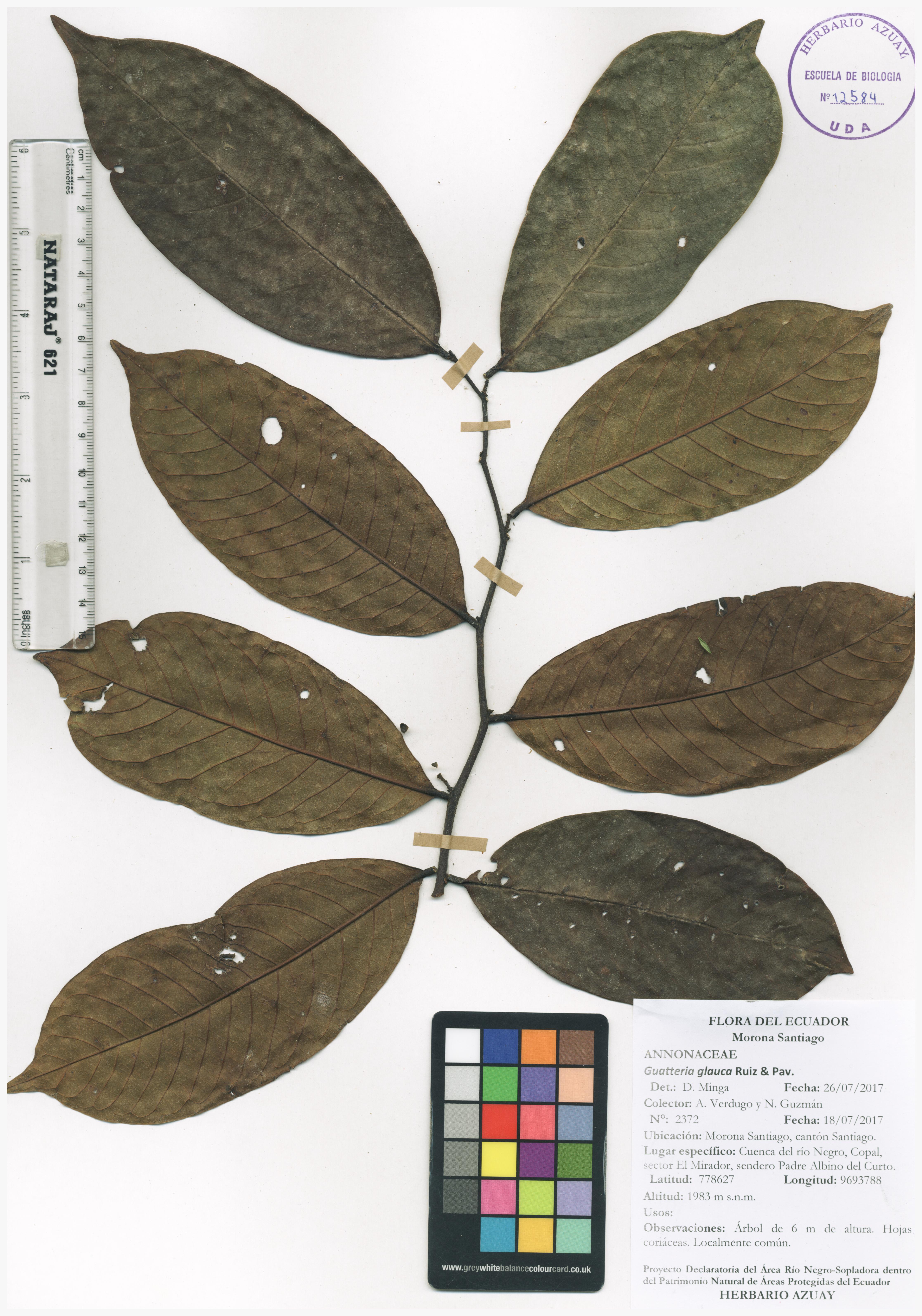 Guatteria glauca Ruiz & Pav.