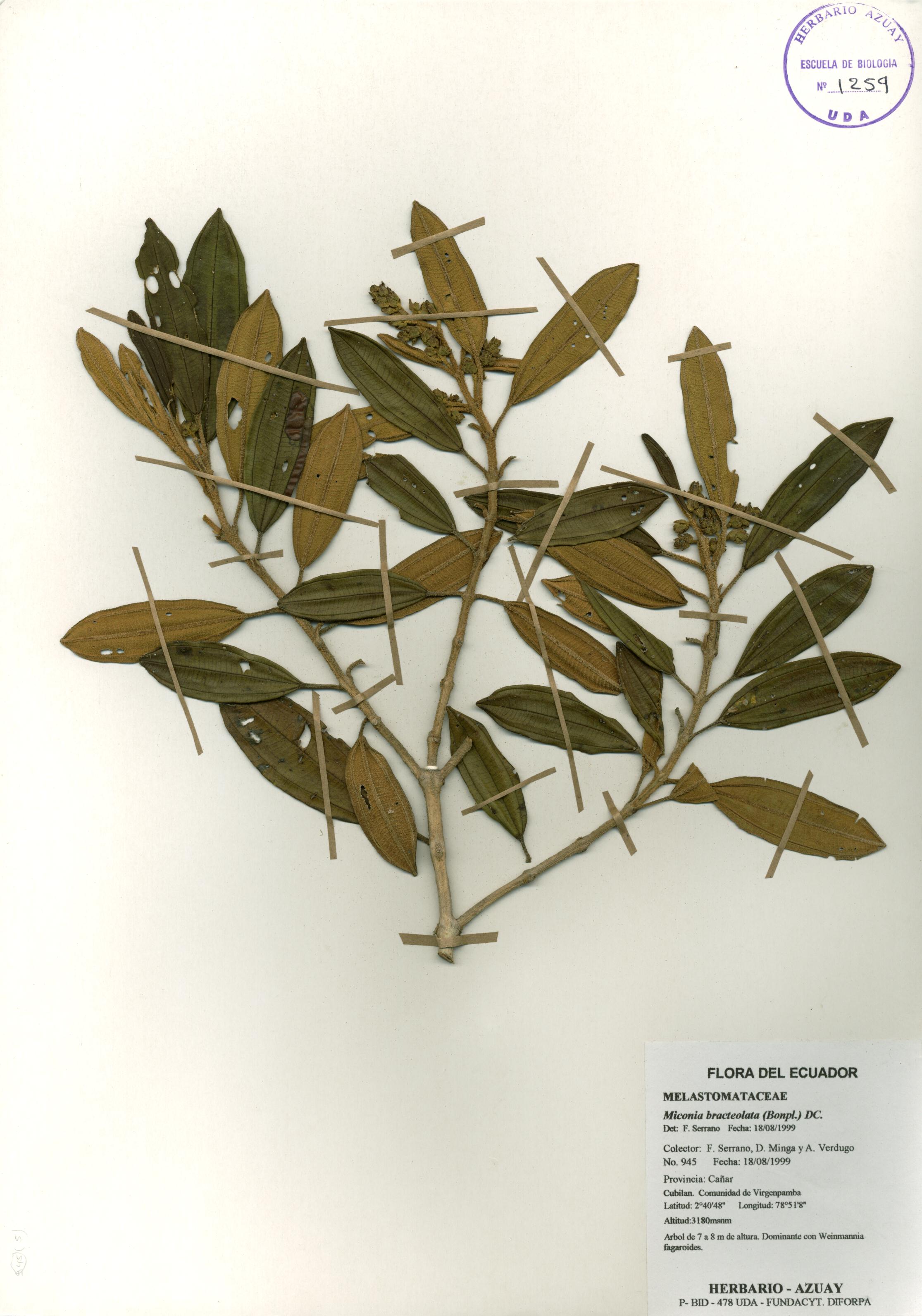 Miconia bracteolata (Bonpl.) DC.