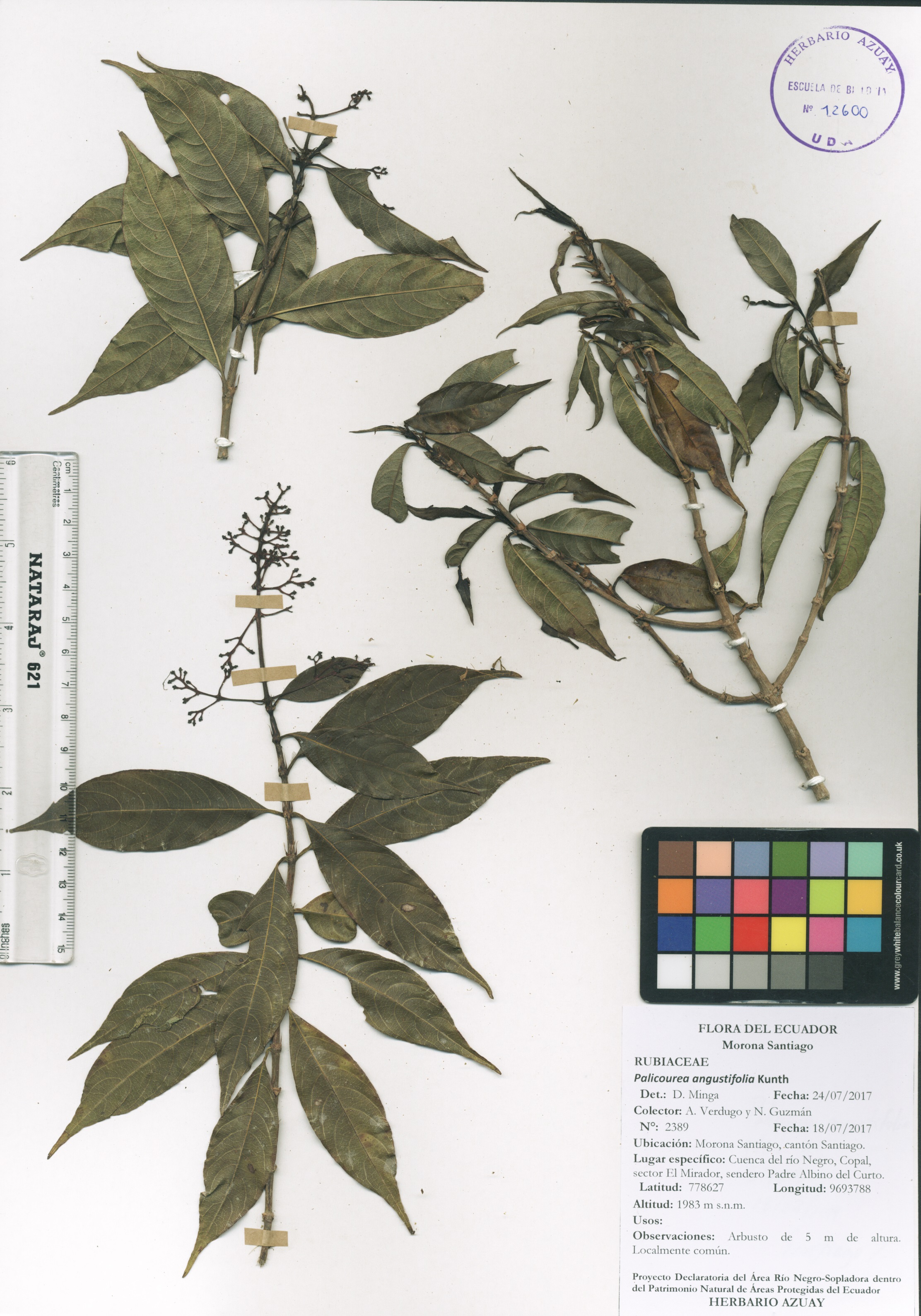 Palicourea angustifolia Kunth