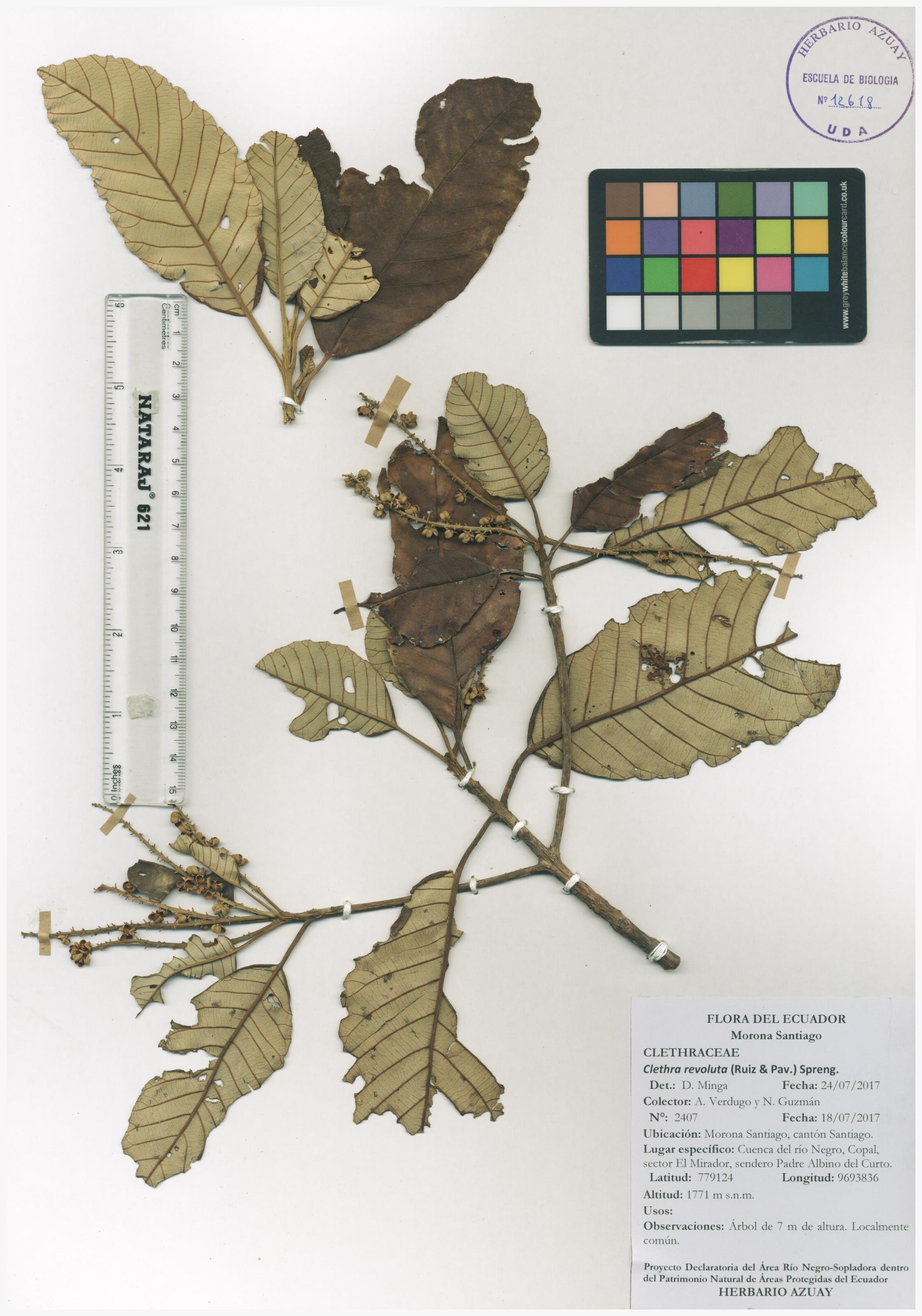 Clethra revoluta (Ruiz & Pav.) Spreng