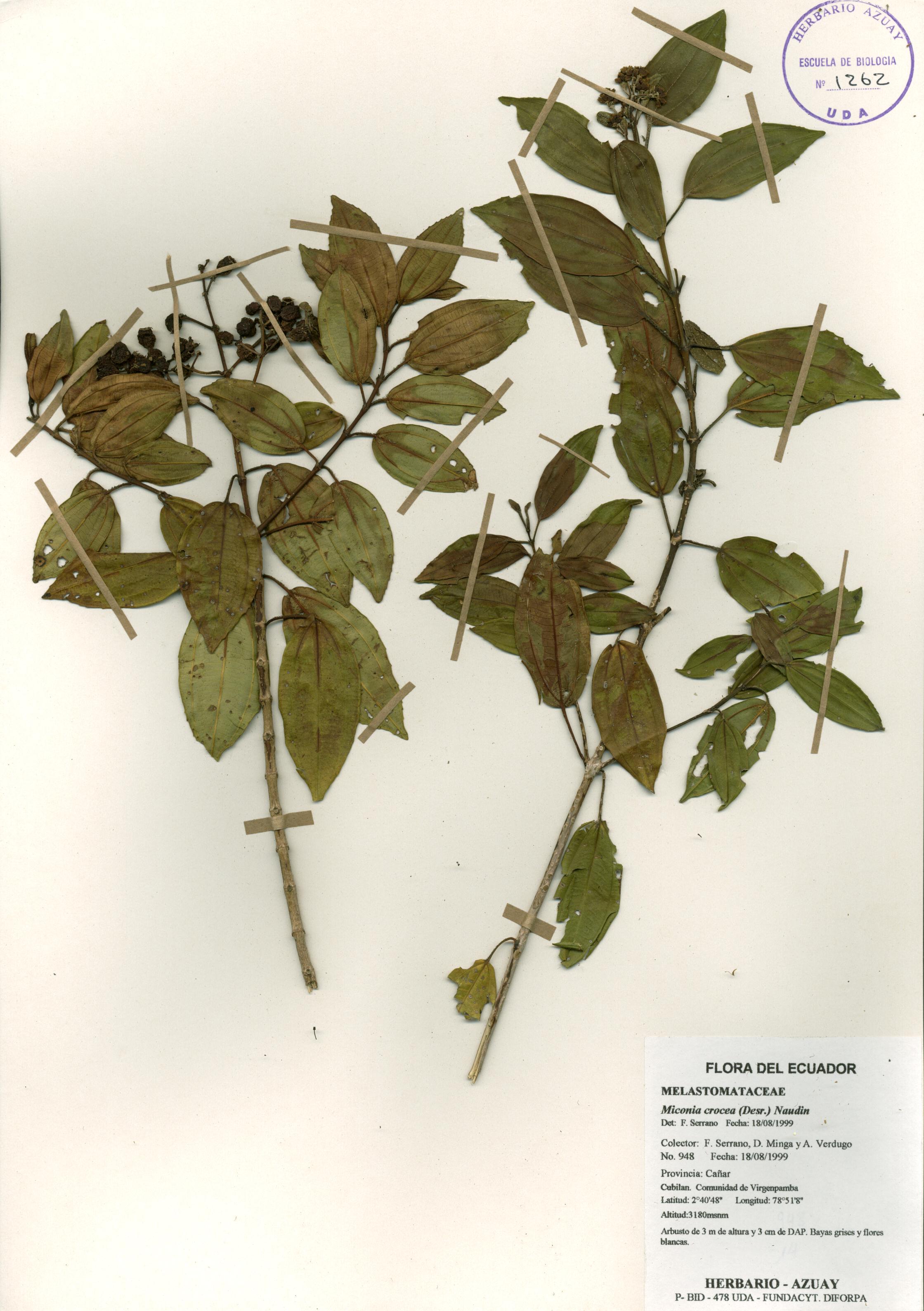 Miconia crocea (Desr.) Naudin.